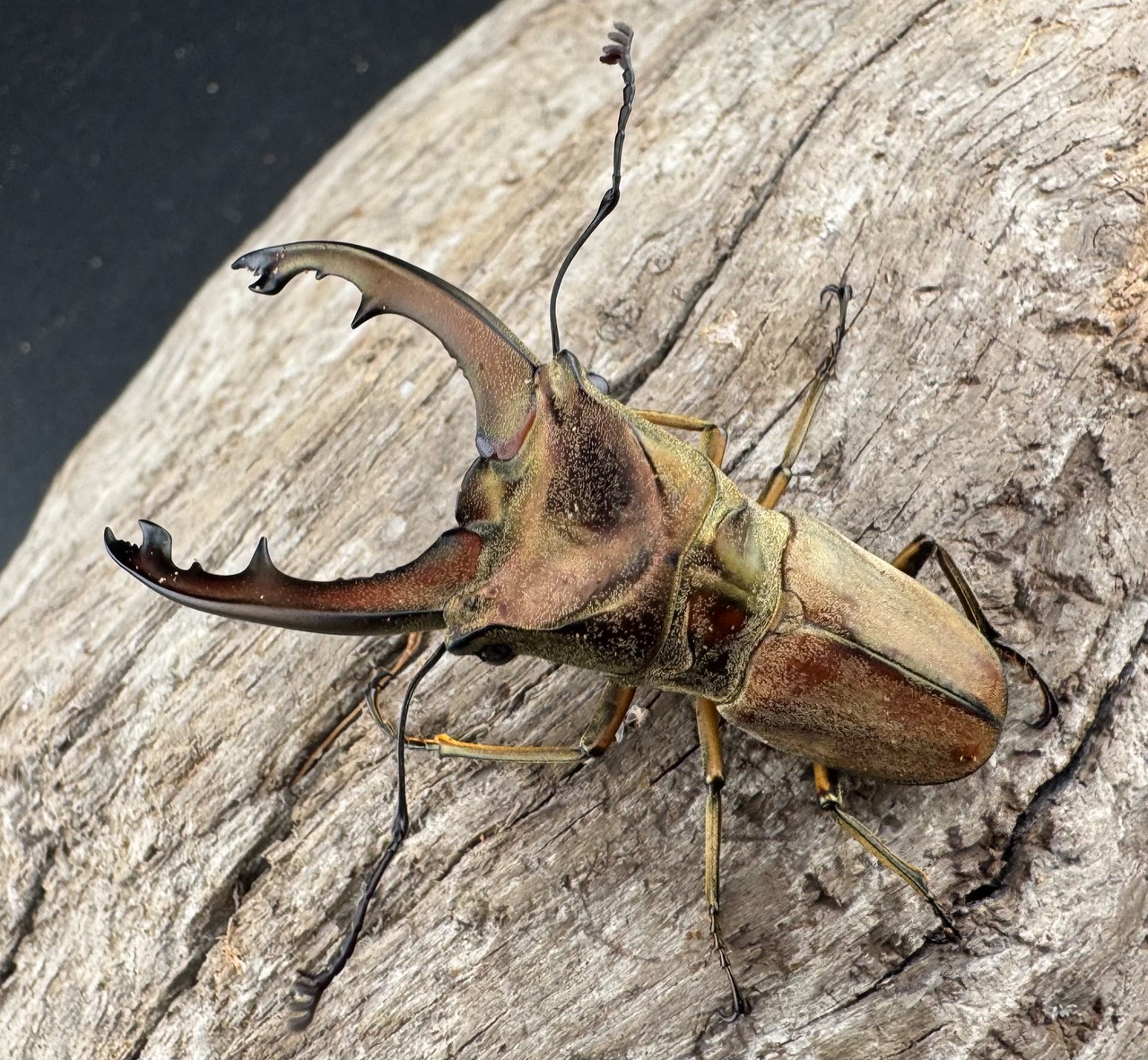 【WD】《ズベールホソアカ マラグサン産 51mm ペア》