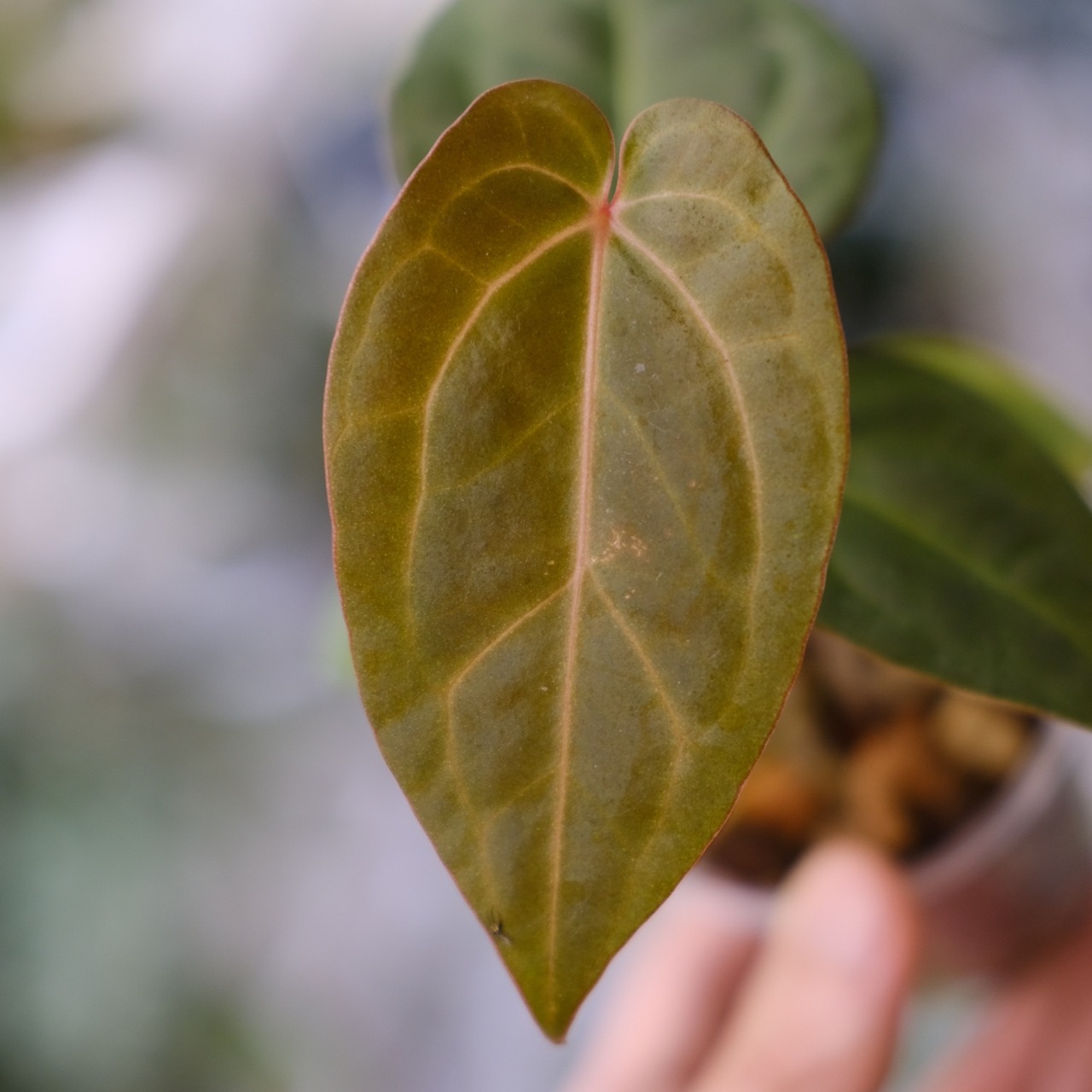アンスリウム・ミシェル × エースオブスペード / Anthurium 'Michelle'× A. Ace of Spade③│観葉植物