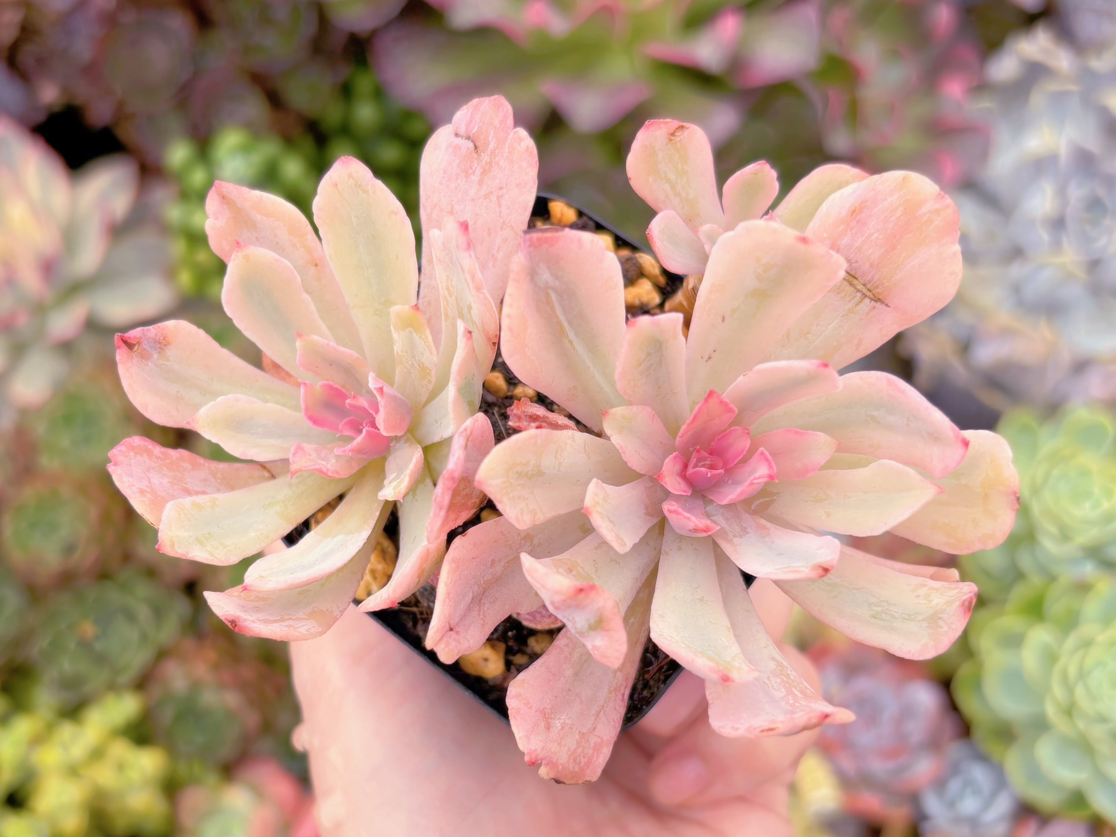 現品　hoveyi錦#2182　群生　るる農園