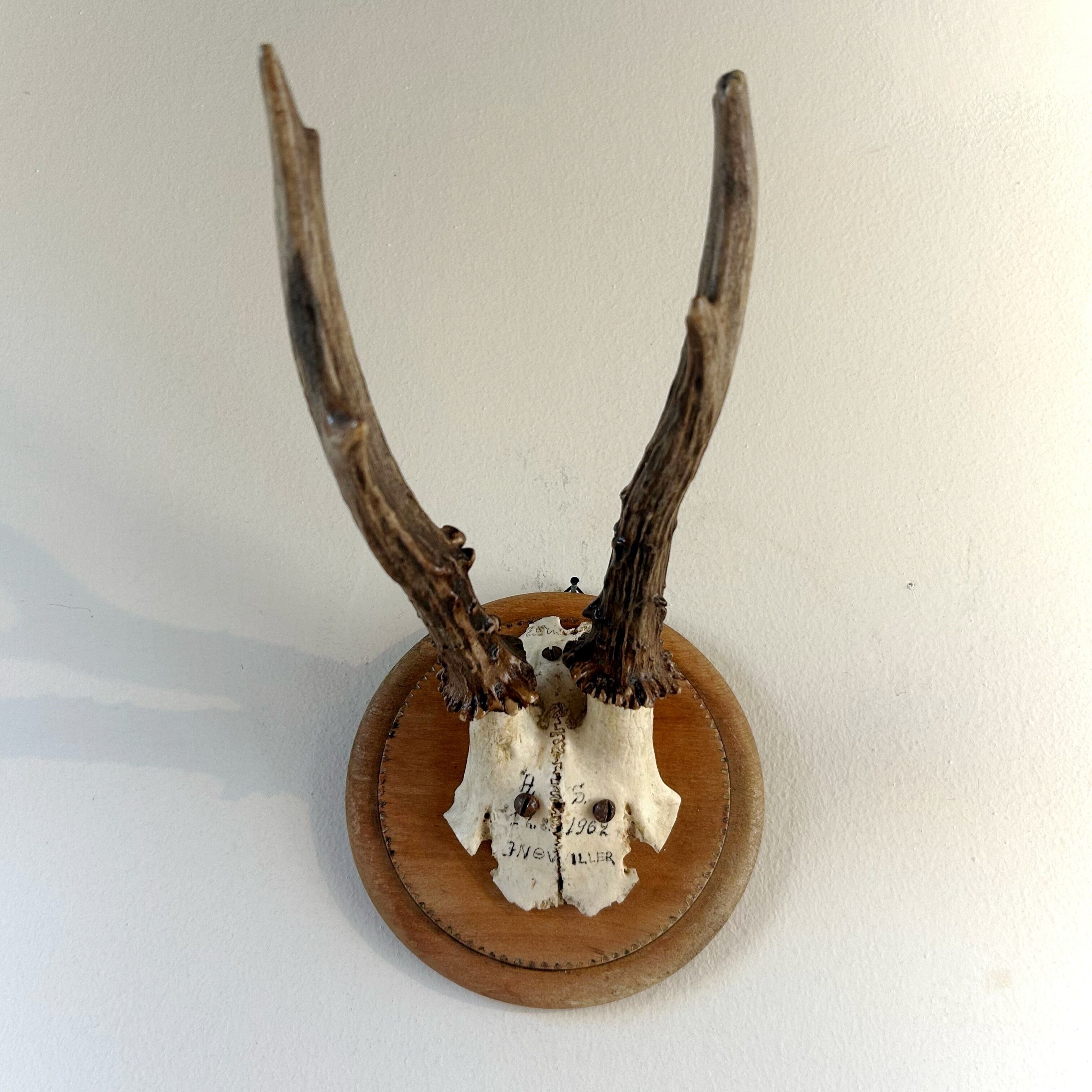 ノロジカ　ハンティングトロフィー ノロジカ ハンティングトロフィー 頭骨 鹿の角 剥製 アンティーク 雑貨