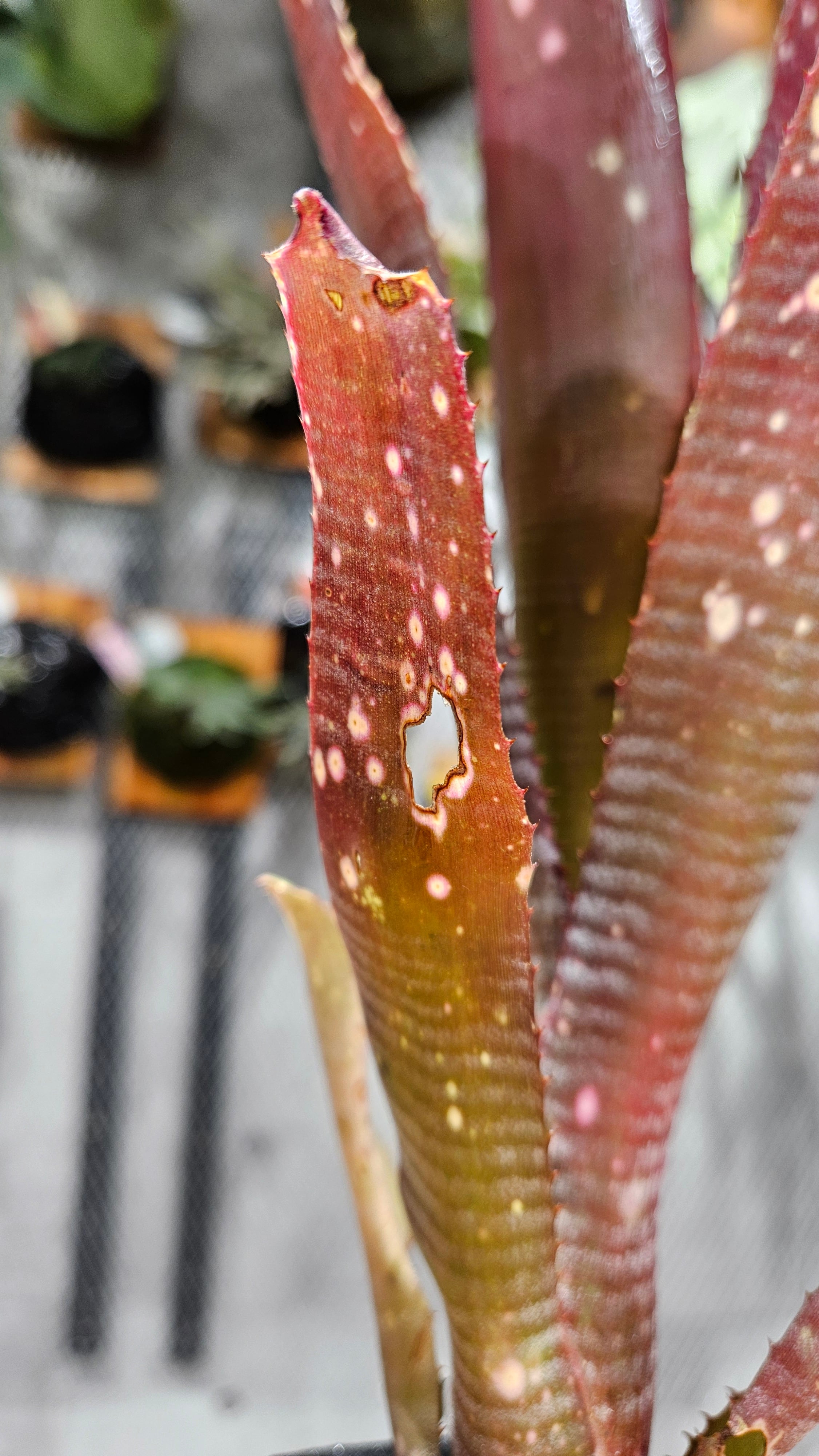 Billbergia. Kolan Jewel【artPLANTs/PLANTS GARAGE】 タンク