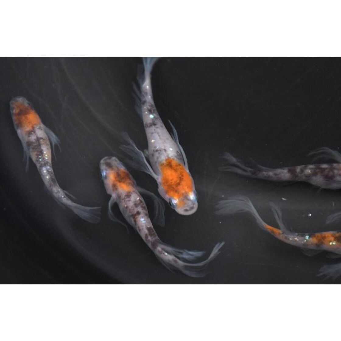 孔雀明王 極上 若魚2匹1ペア メダカ水槽 メダカの飼い方室内 メダカの 