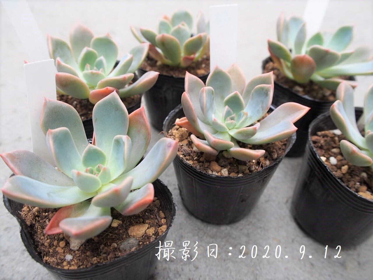 多肉植物 ピンクプリティー グラプトベリア属 いとうぐりーん 産直苗 2号 多肉植物とガーデン雑貨 Macherie マシェリ 多肉植物 ピンクプリティー グラプトベリア属 いとうぐりーん 産直苗 2号 多肉植物とガーデン雑貨 Macherie マシェリ