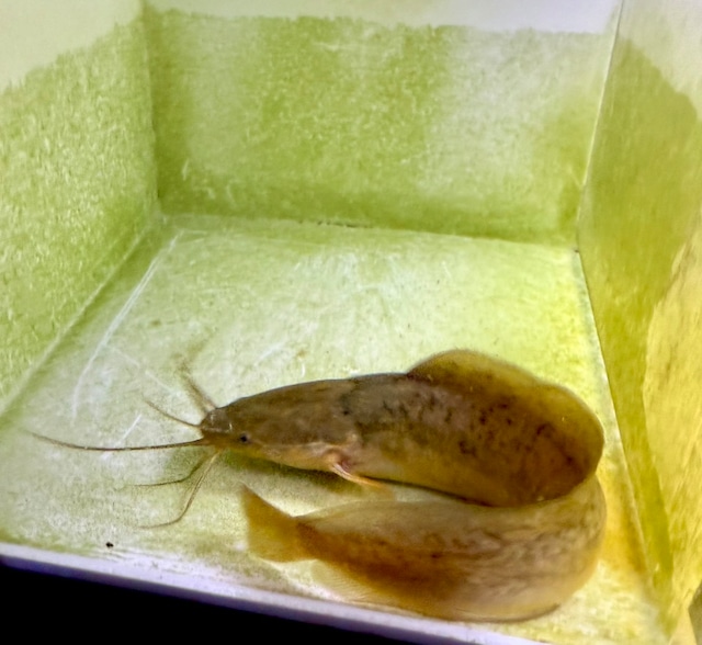 アフリカンクララ