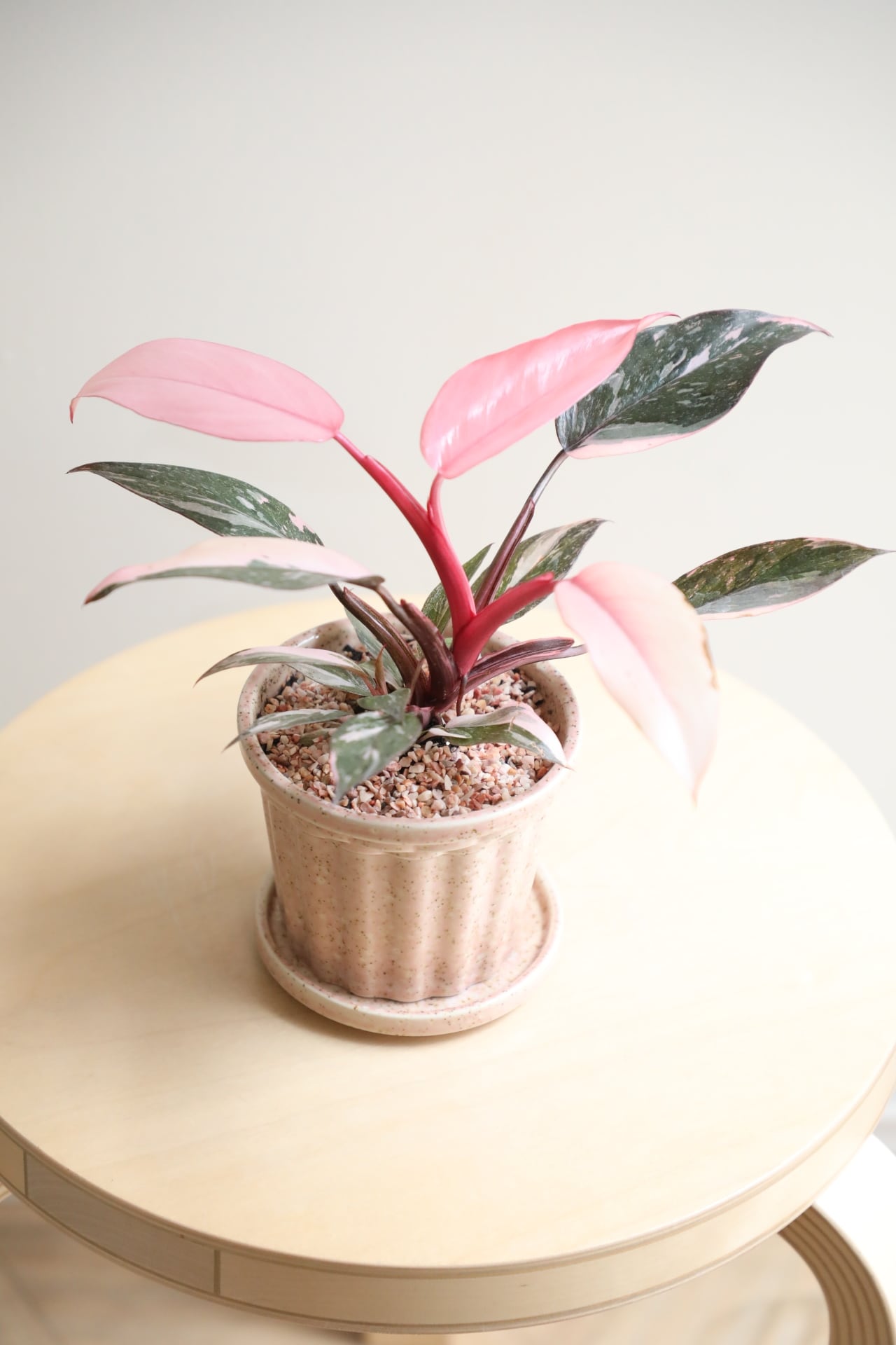 M】フィロデンドロン ピンクプリンセス/Philodendron Pink Princess
