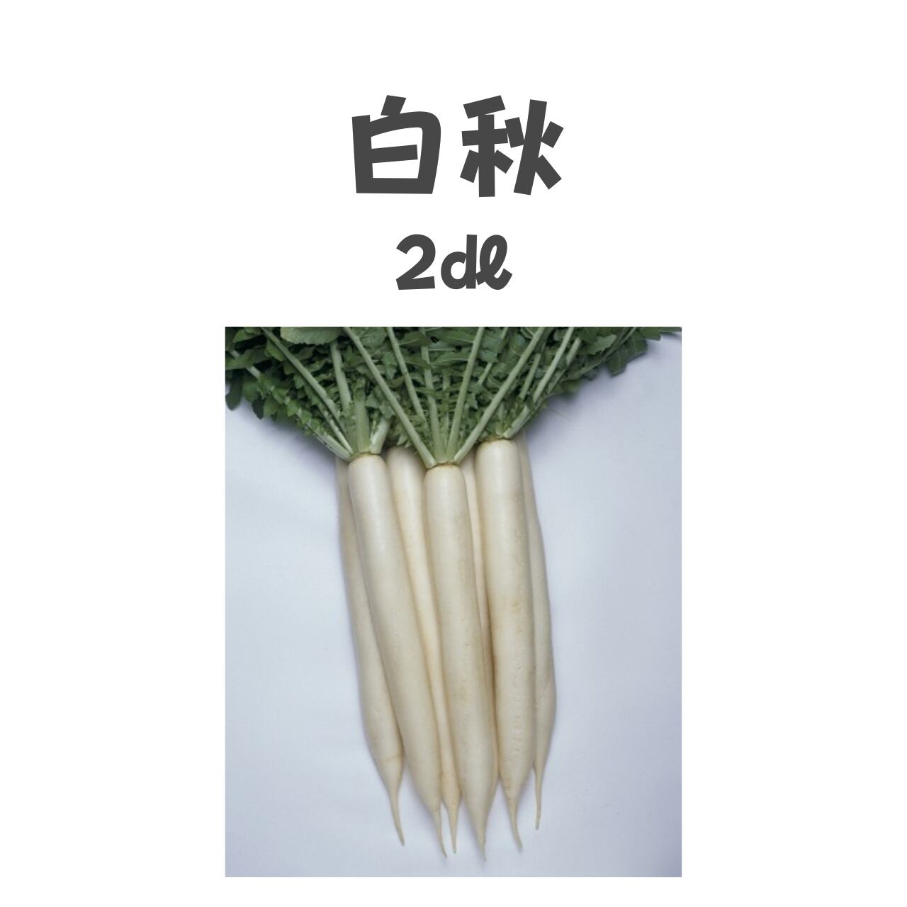 白秋 ダイコン種子・2dl