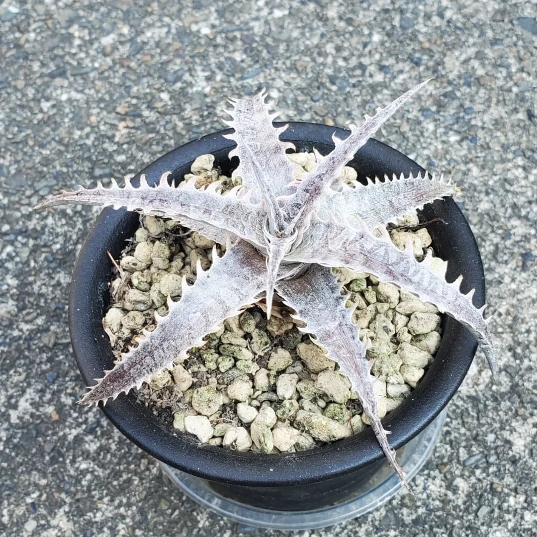 プヤ ベルテロニアナ ブロメリア 約90cm 種子] プヤ ベルテロニアナ