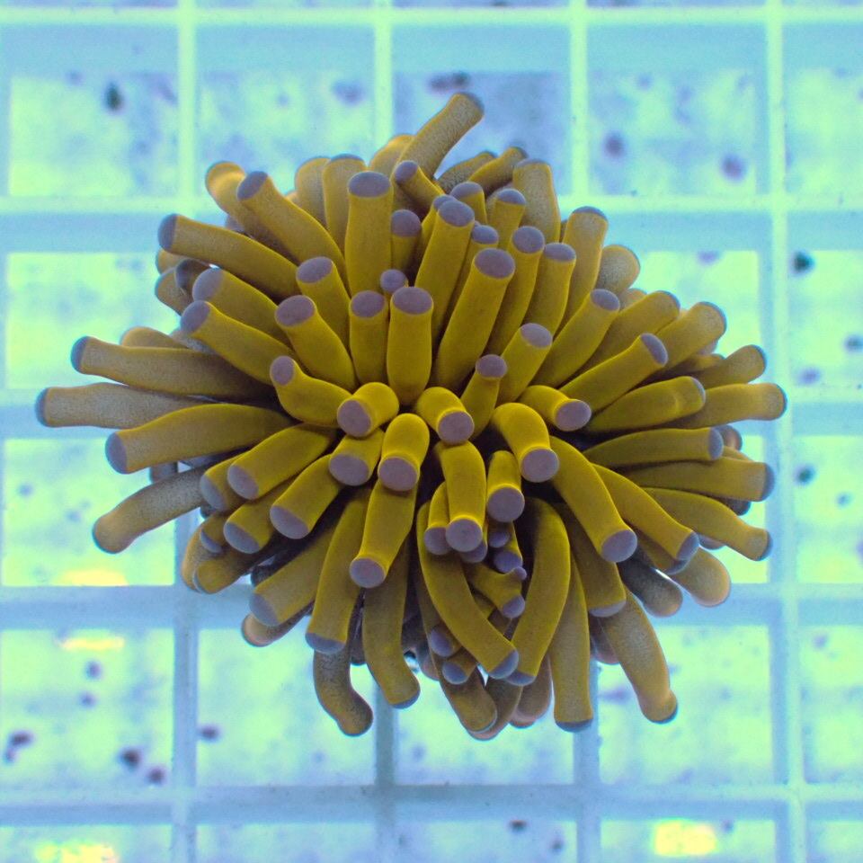 ハナサンゴ / Torch | HOUSE REEF(ハウスリーフ)サンゴ・海水魚