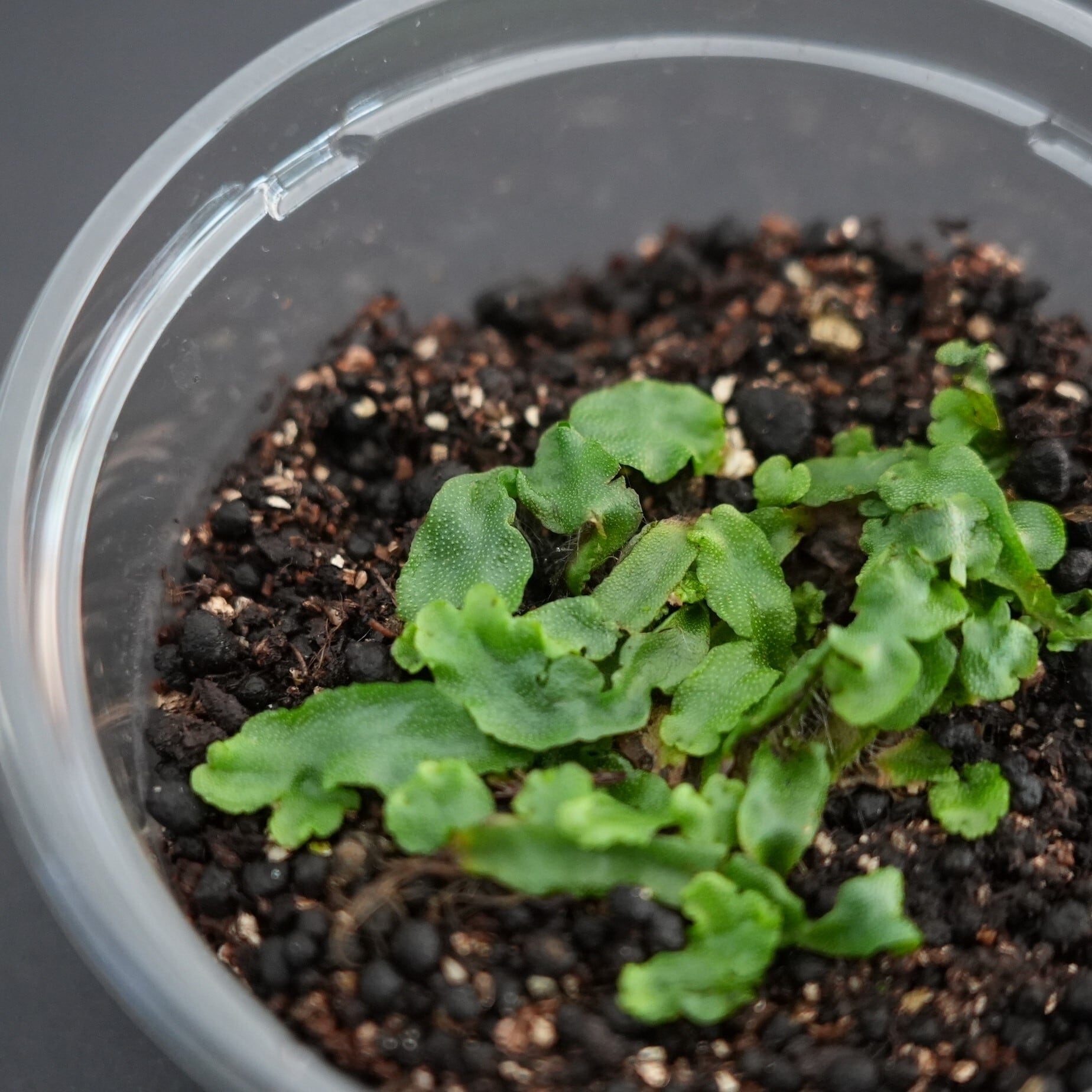 フタバネゼニゴケ Marchantia paleacea subsp. diptera.｜苔テラリウム