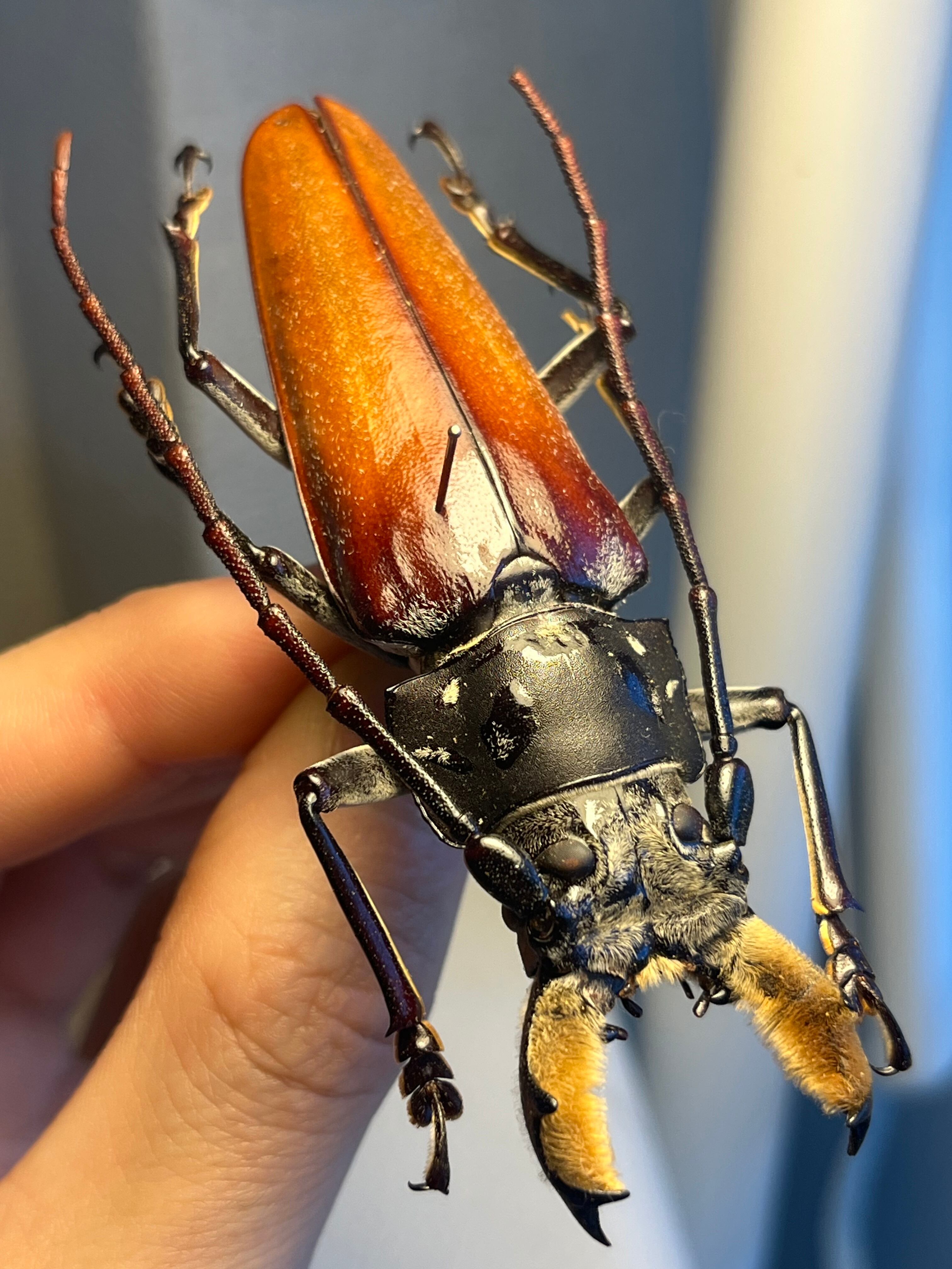 20mm】ロケットミズスマシ トガリフチドリミズスマシ タガメ