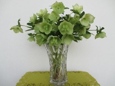 クリスマスローズ 切り花 Creast