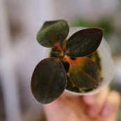 Ludisia discolor var. nigrescens | ルディシア ディスカラー ニグレスセンス⑧ | 観葉植物
