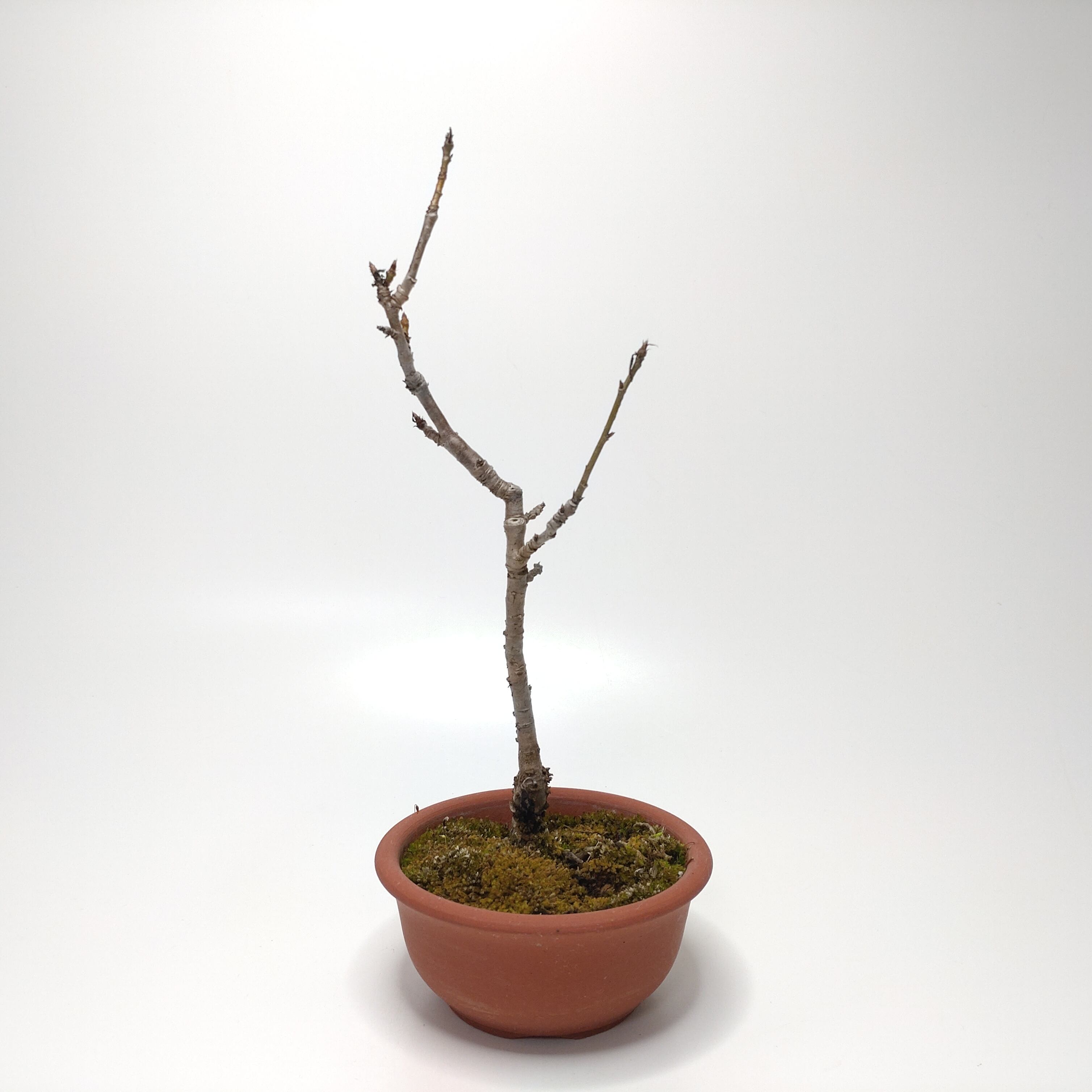 盆栽創【Bonsaisou】