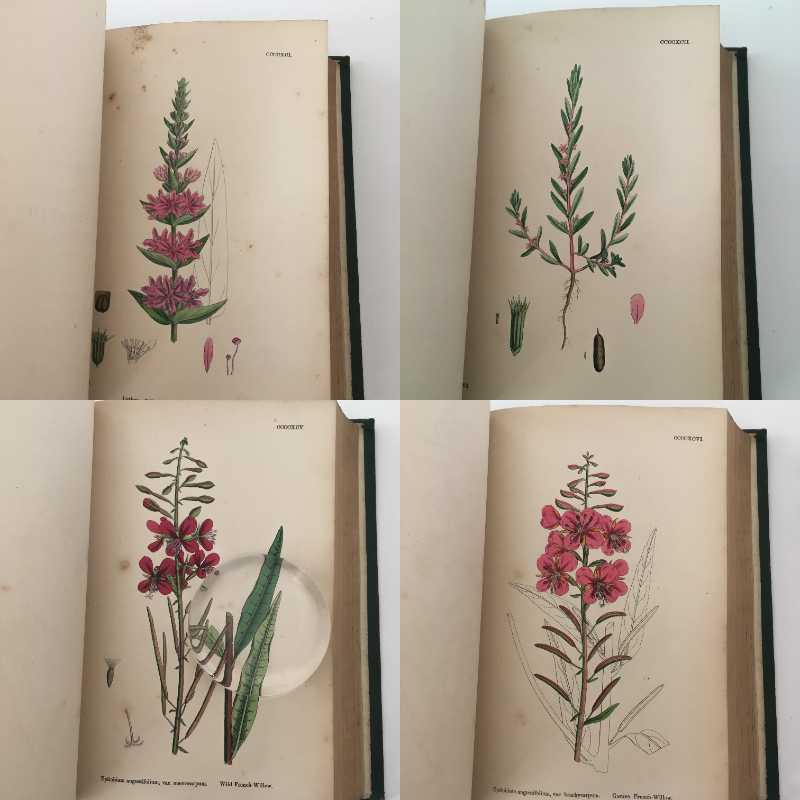 植物画 Sowerby English Botany イギリス 英国 植物図鑑 Vol 4 1865年 銅版画手彩色 カラープレート1枚 ボタニカルアート 博物画 Www Mcrib Mcdonalds Com Sv