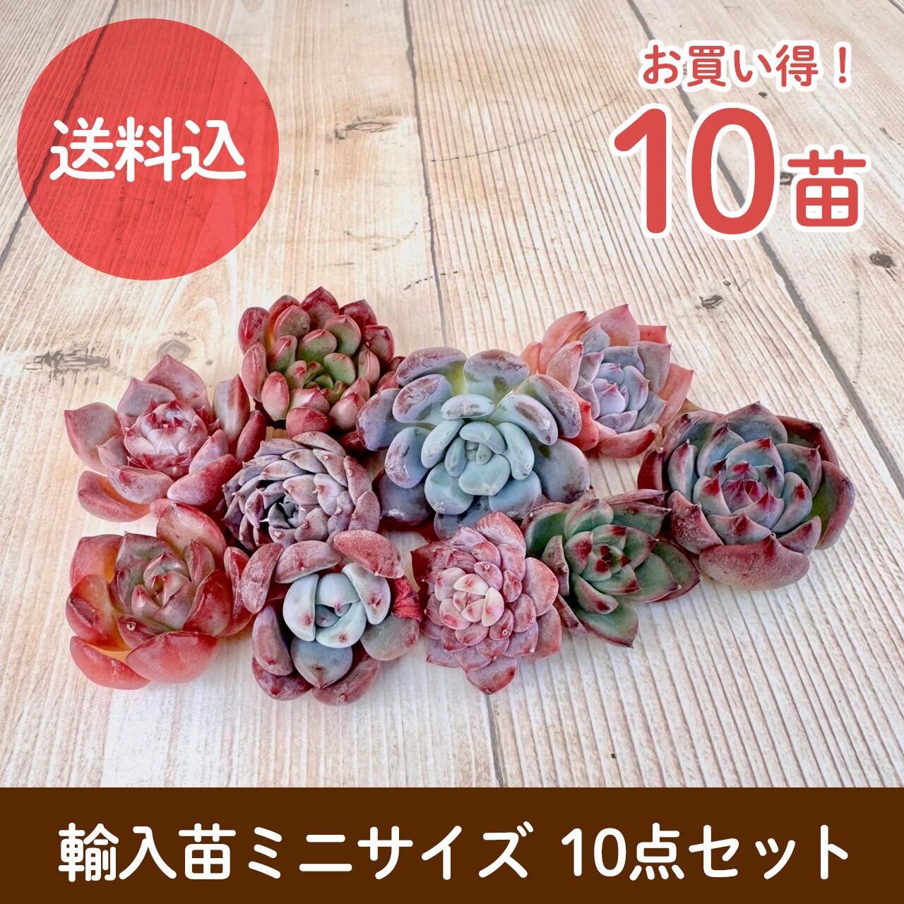 送料込】ミニ苗10点セット [輸入苗] [お買い得] 多肉植物,エケベリア  