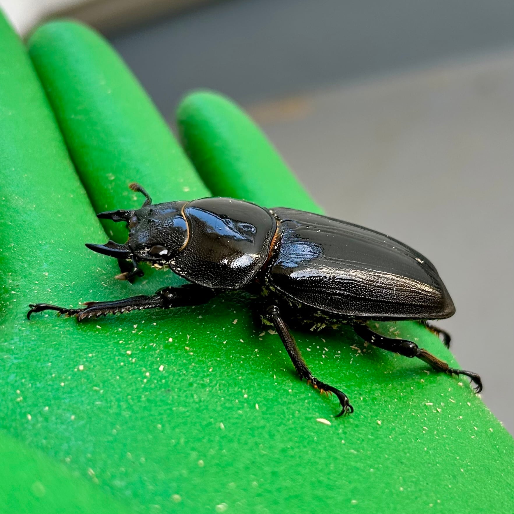 オオクワガタ能勢SR 54.0mm】能勢SRオオクワガタ♀ No.A2411-05 | ayuのクワガタ