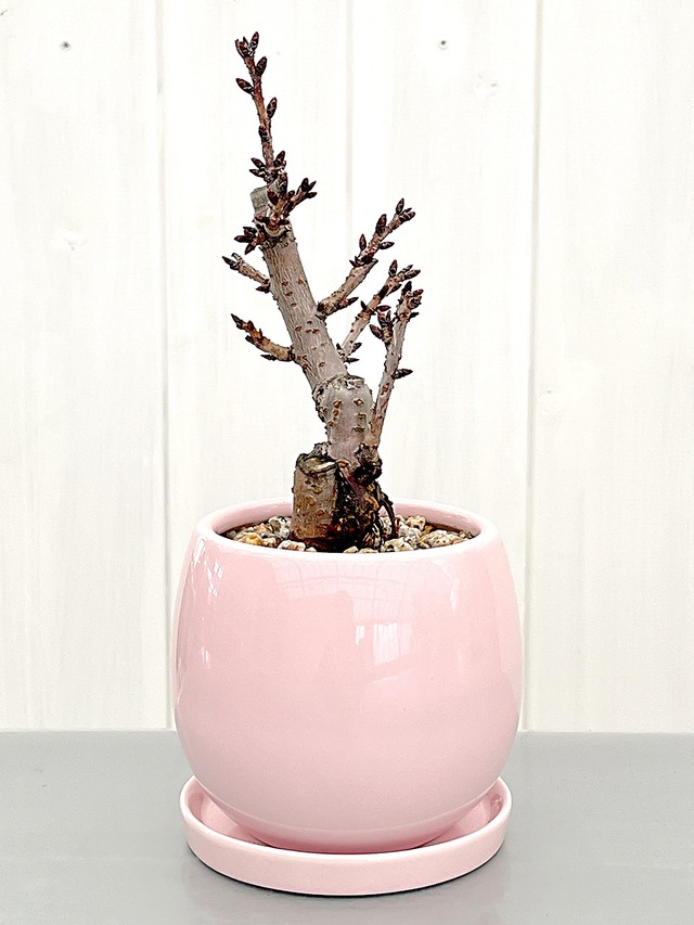 旭山桜　丸形鉢植え ピンク