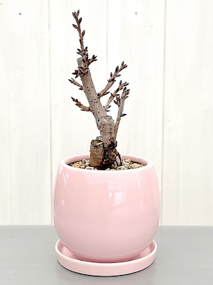 旭山桜　丸形鉢植え ピンク