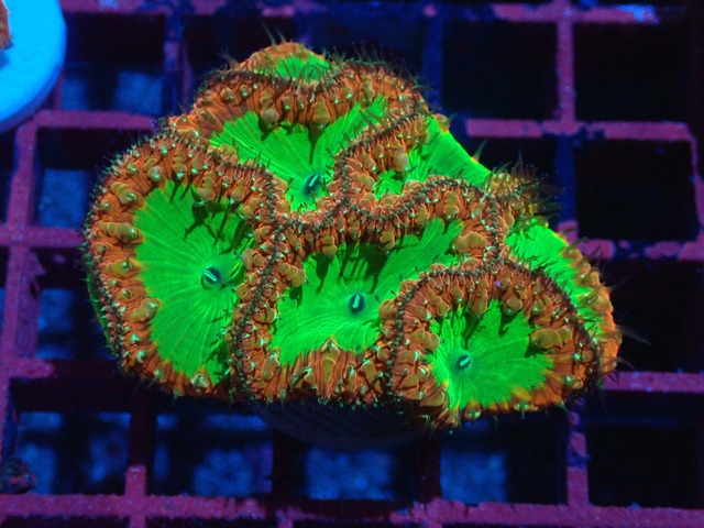 Blastomussa PremiumColony