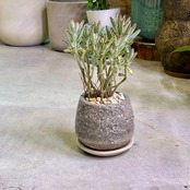 カランコエ・月兎耳・古木