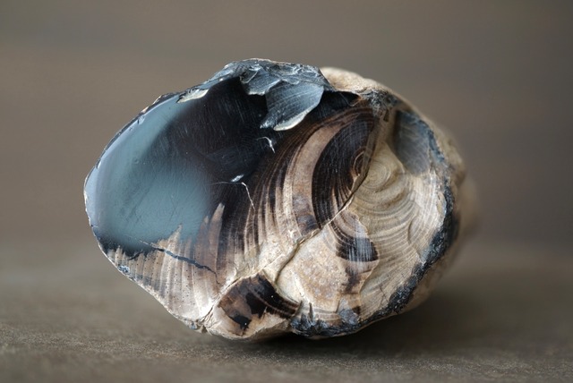 土岐石　岐阜県産珪化木 Petrified Wood 1228