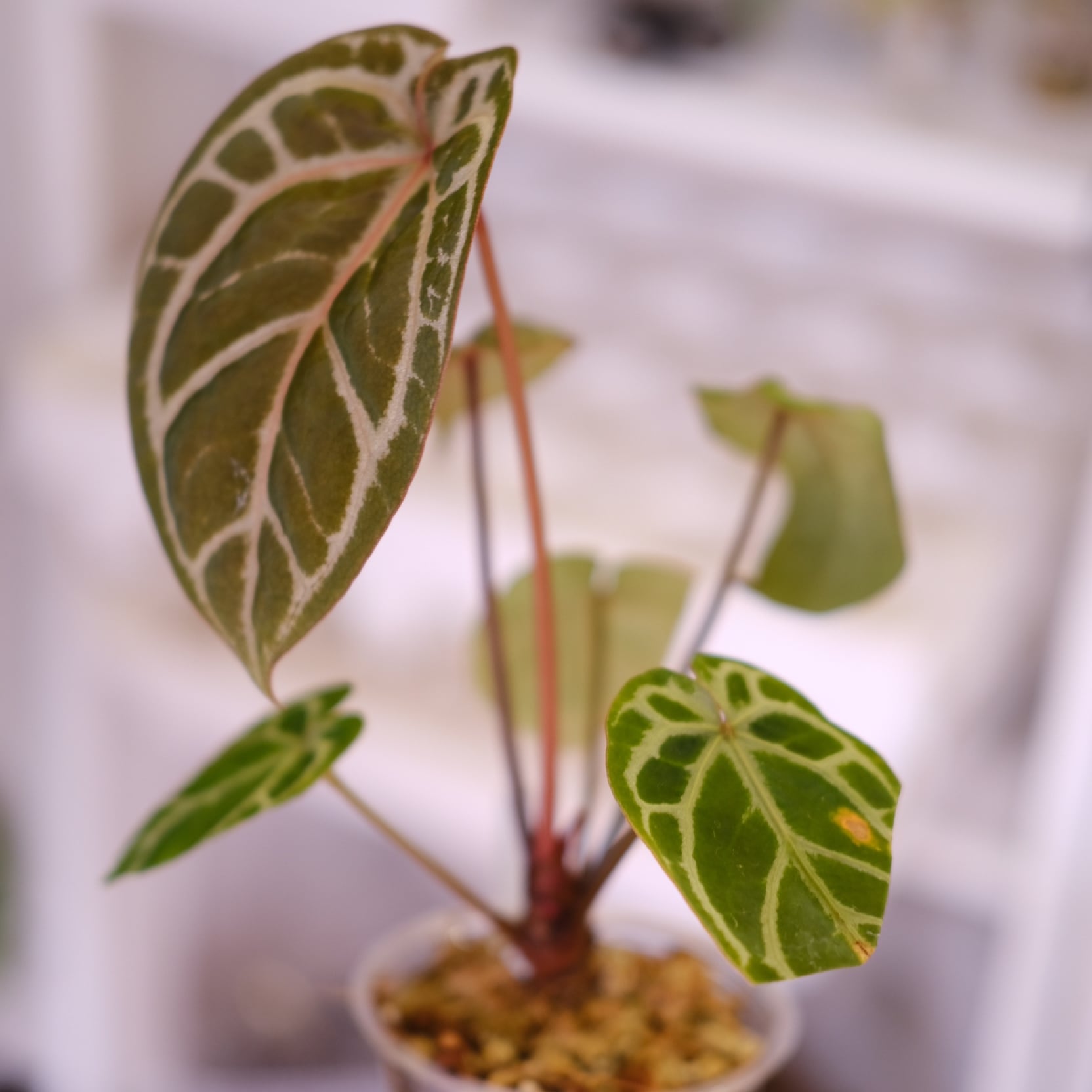 84 アンスリウム　ピンクレモネード×ミシェル　やっと入手した大人気アンスリウム 84 アンスリウム ピンクレモネード×ミシェル やっと入手した