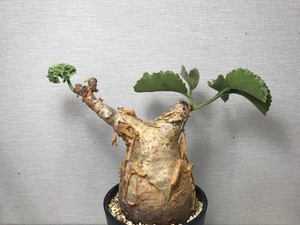 キフォステンマ マクロプス
