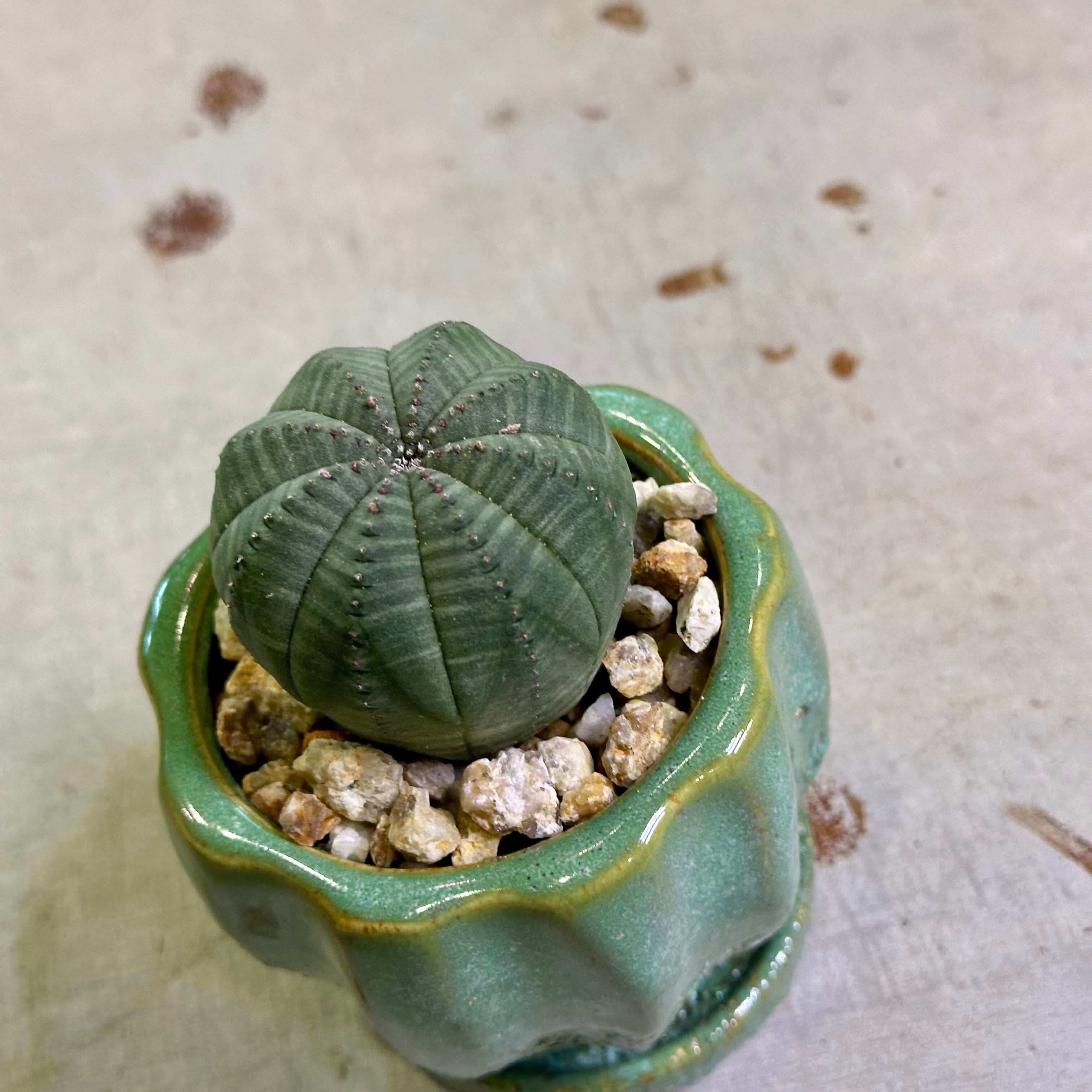 ユーフォルビア・オベサ | barrelplants_BONSAI