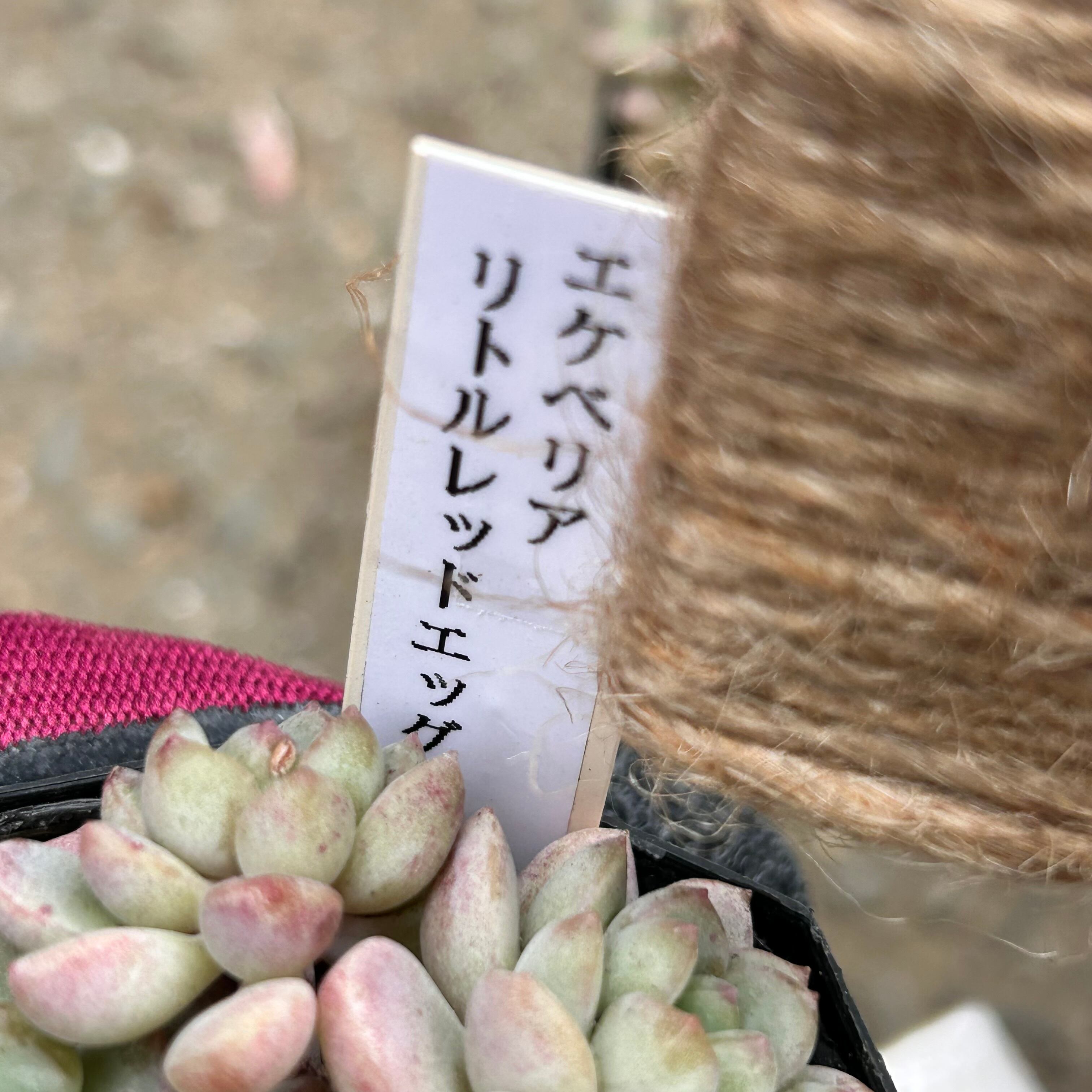 リトルレッドエッグ | RuPo 多肉植物専門店