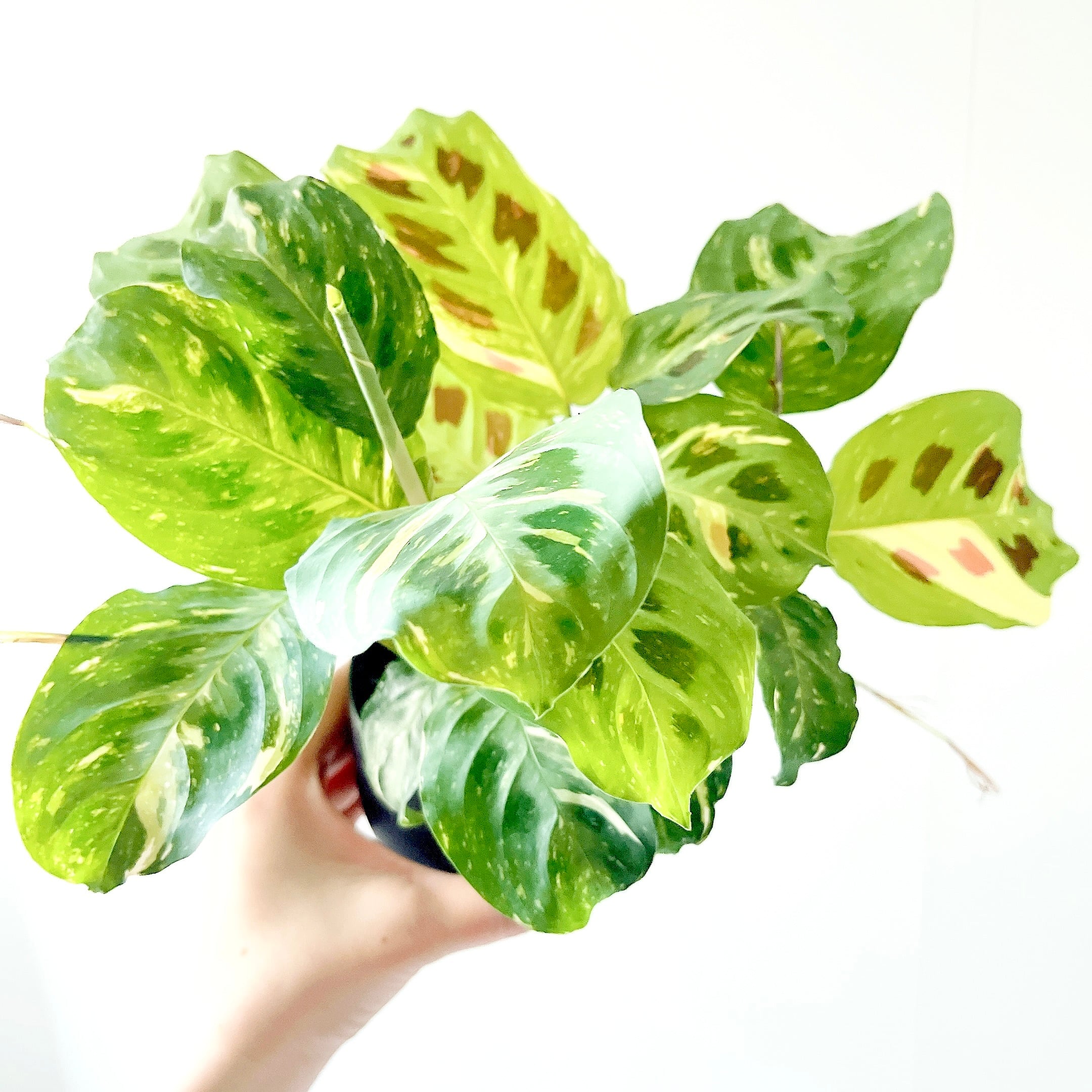 クルシアロゼアプリンセス 初めての方にもおすすめ 観葉植物 calm cafe