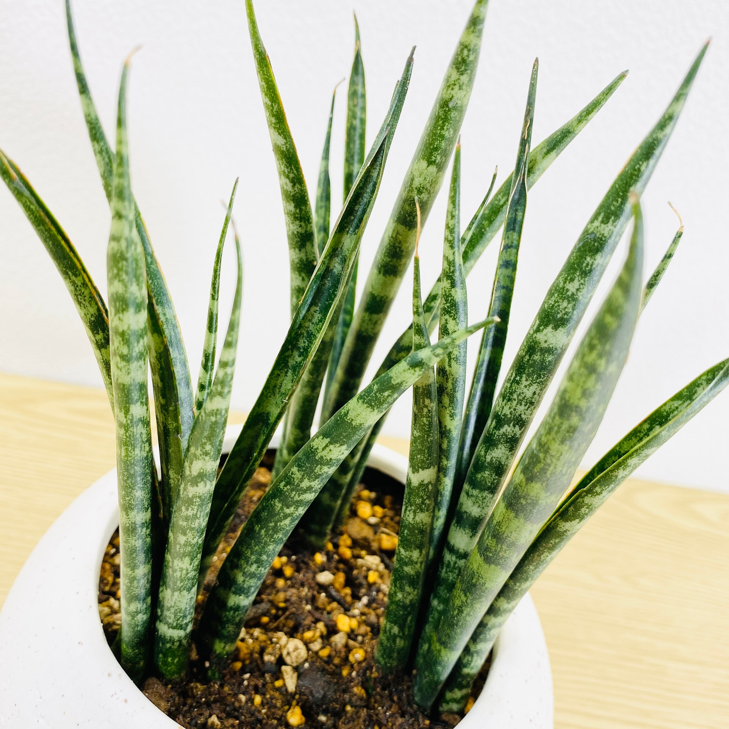 サンスベリア ミカド [観葉植物] すでに可愛い子株が出てます