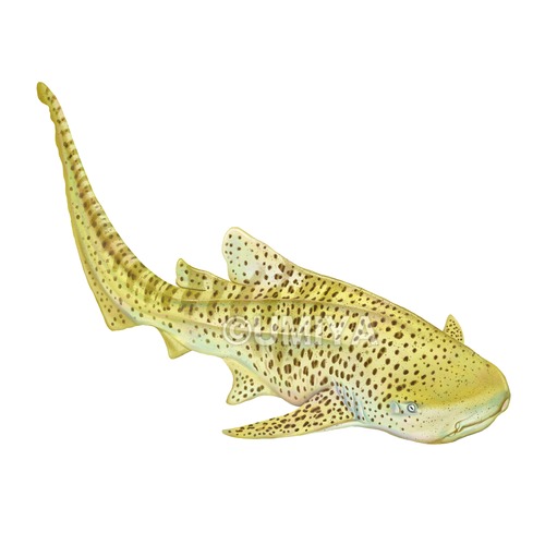 【デジタルデータ】トラフザメ