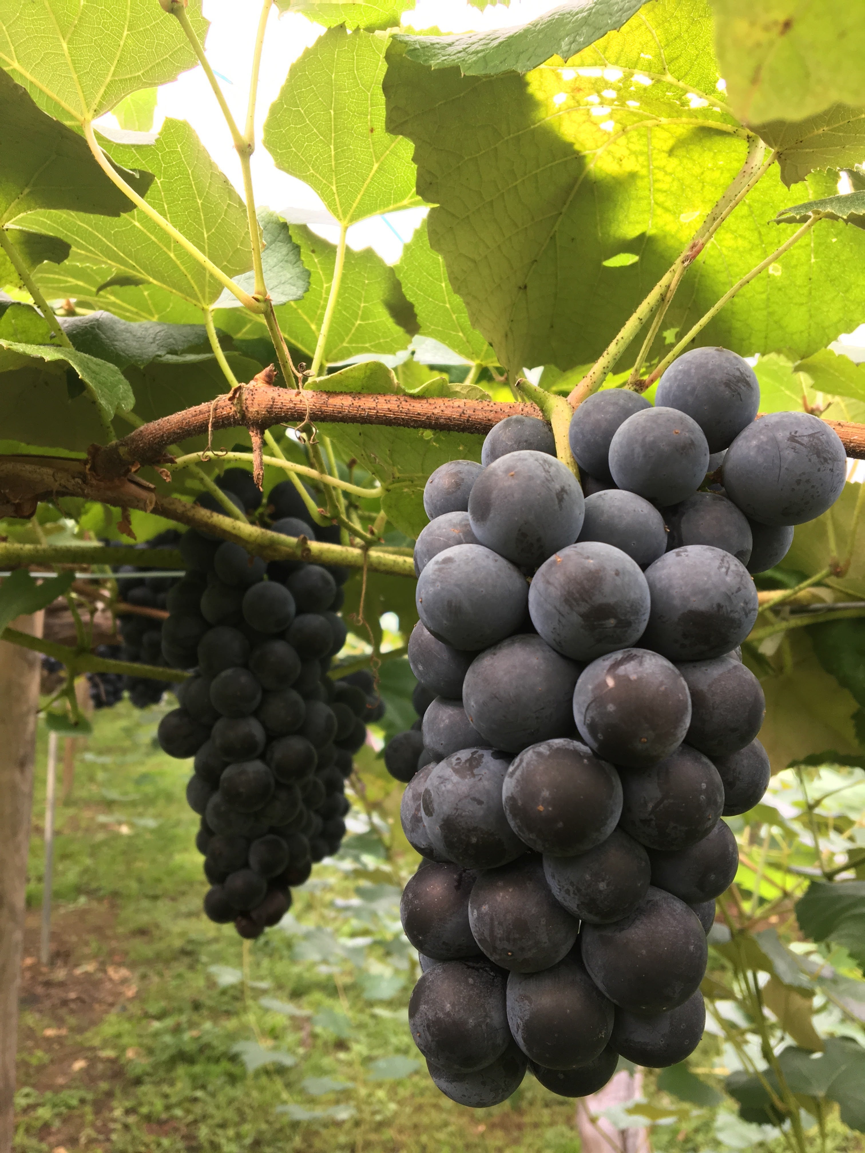 ☆通常宅配☆キャンベルアーリー1箱6〜7房入り（与重ぶどう園 蒲生