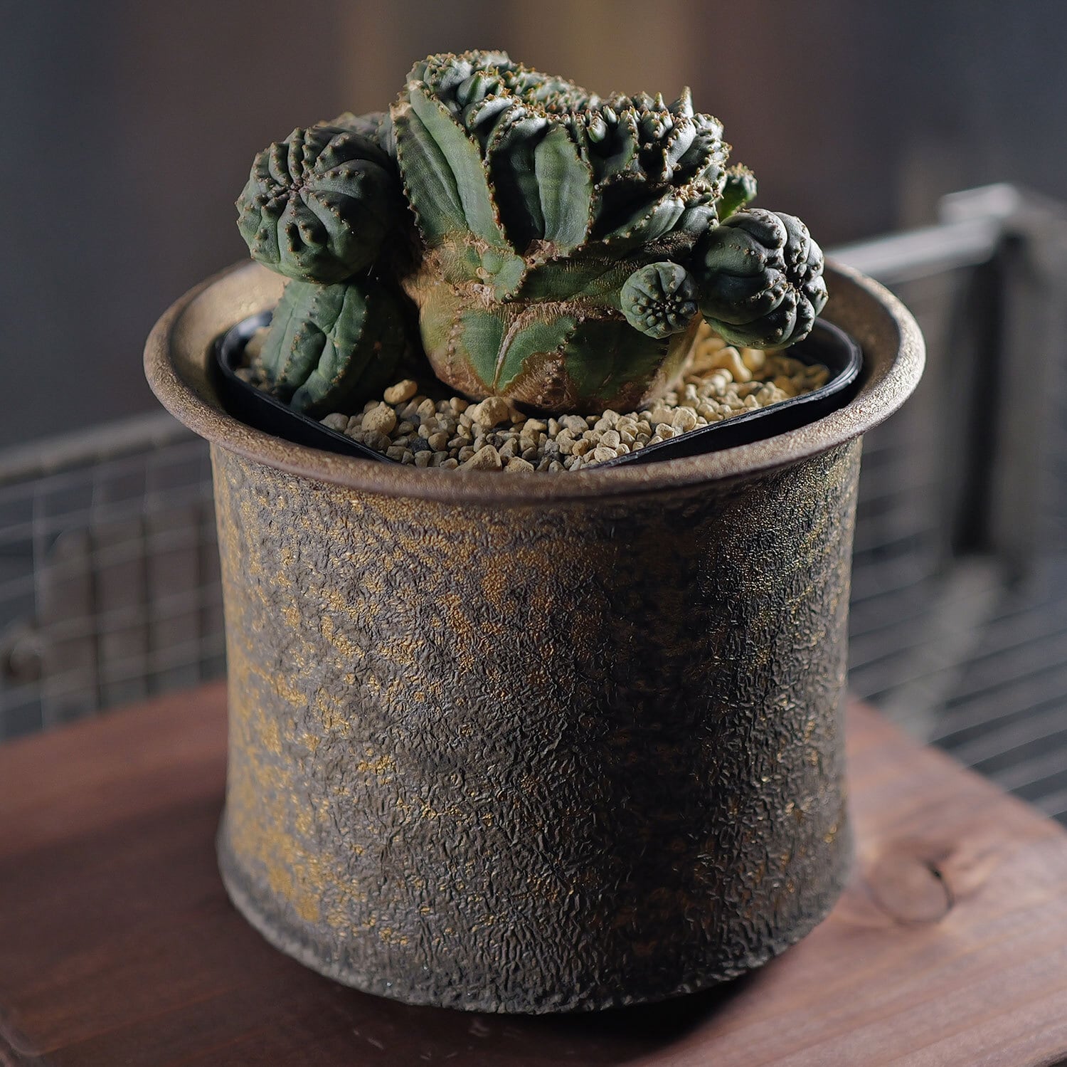 超厳選株】大株 最大幅約9.6cm 仔吹き 円扇綴化 オベサ