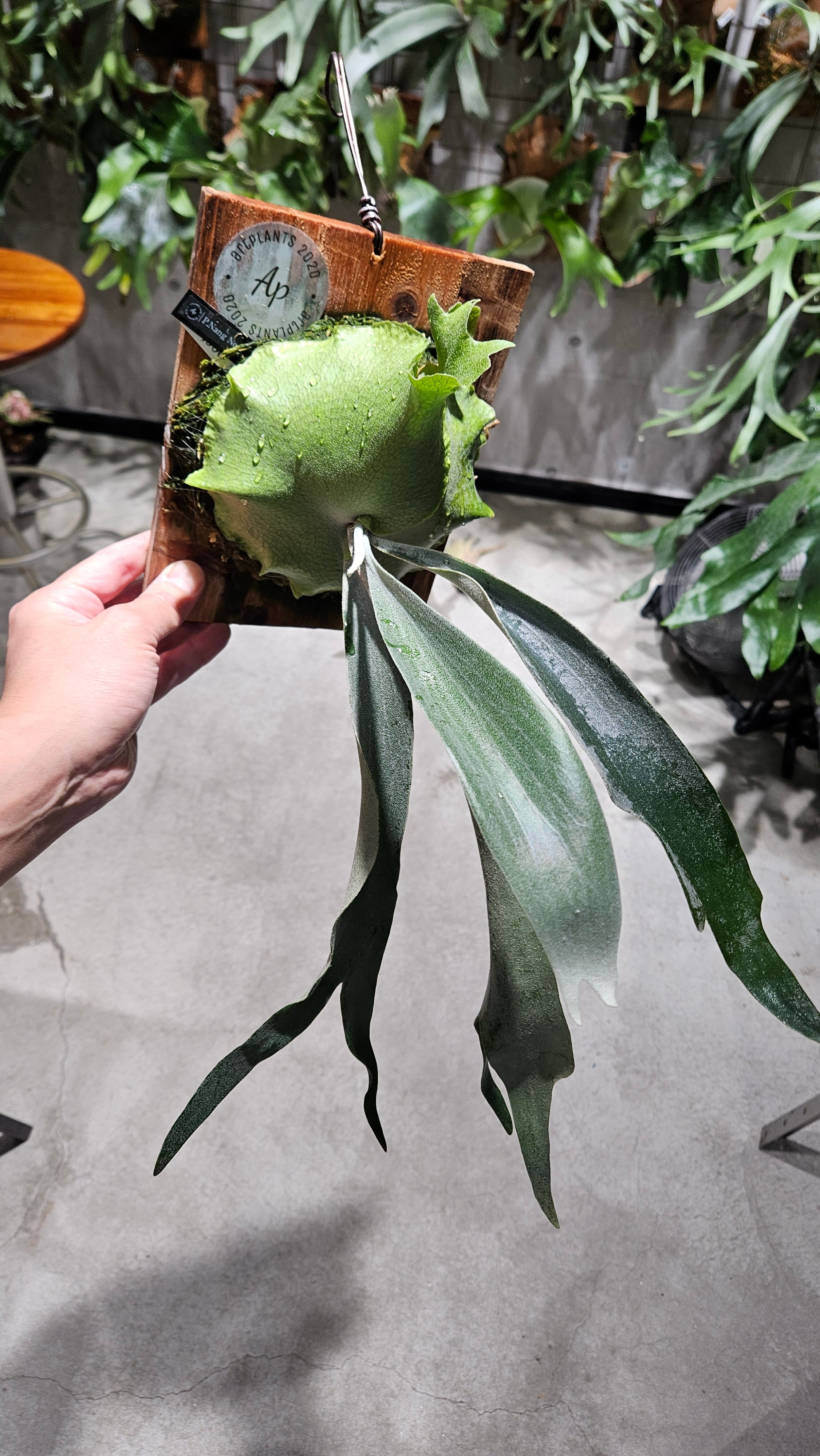 P.Nang Non 【artPLANTs/PLANTS GARAGE 】ビカクシダ/Platycerium