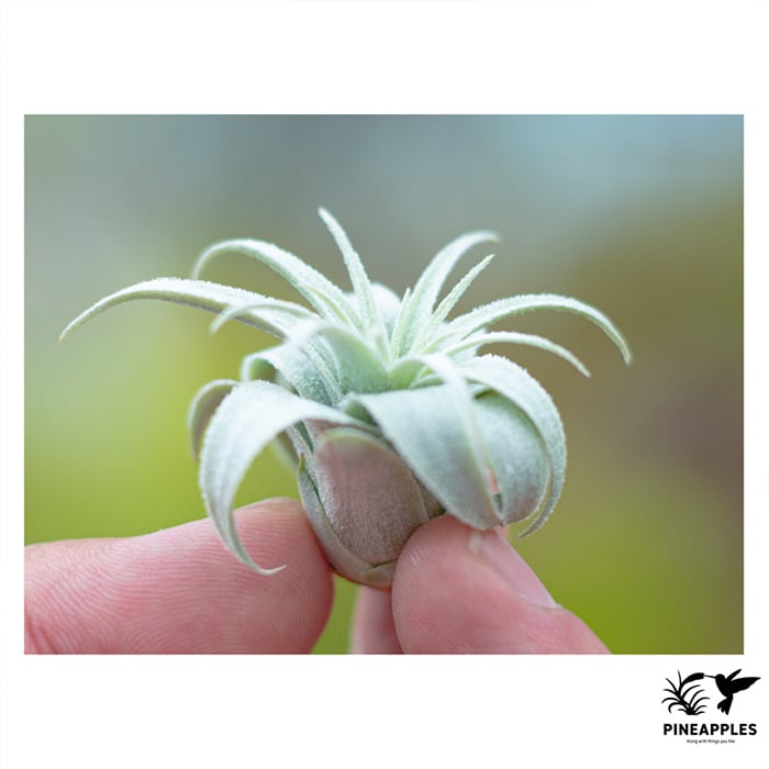 Tillandsia chapeuensis var. turriformis (Koheres) | PINEAPPLES