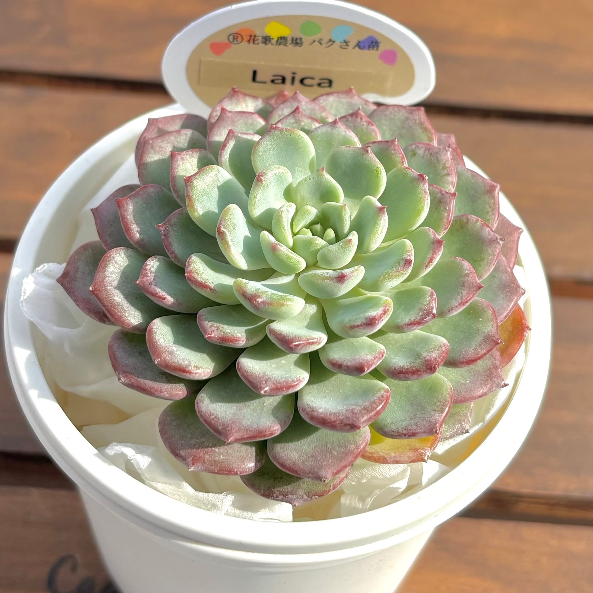 ようせいのしっぽ