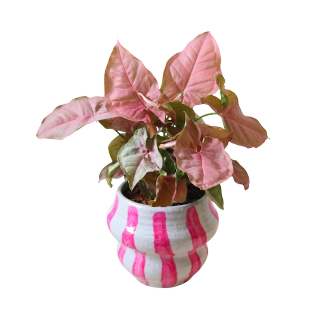ネオン（30cm）