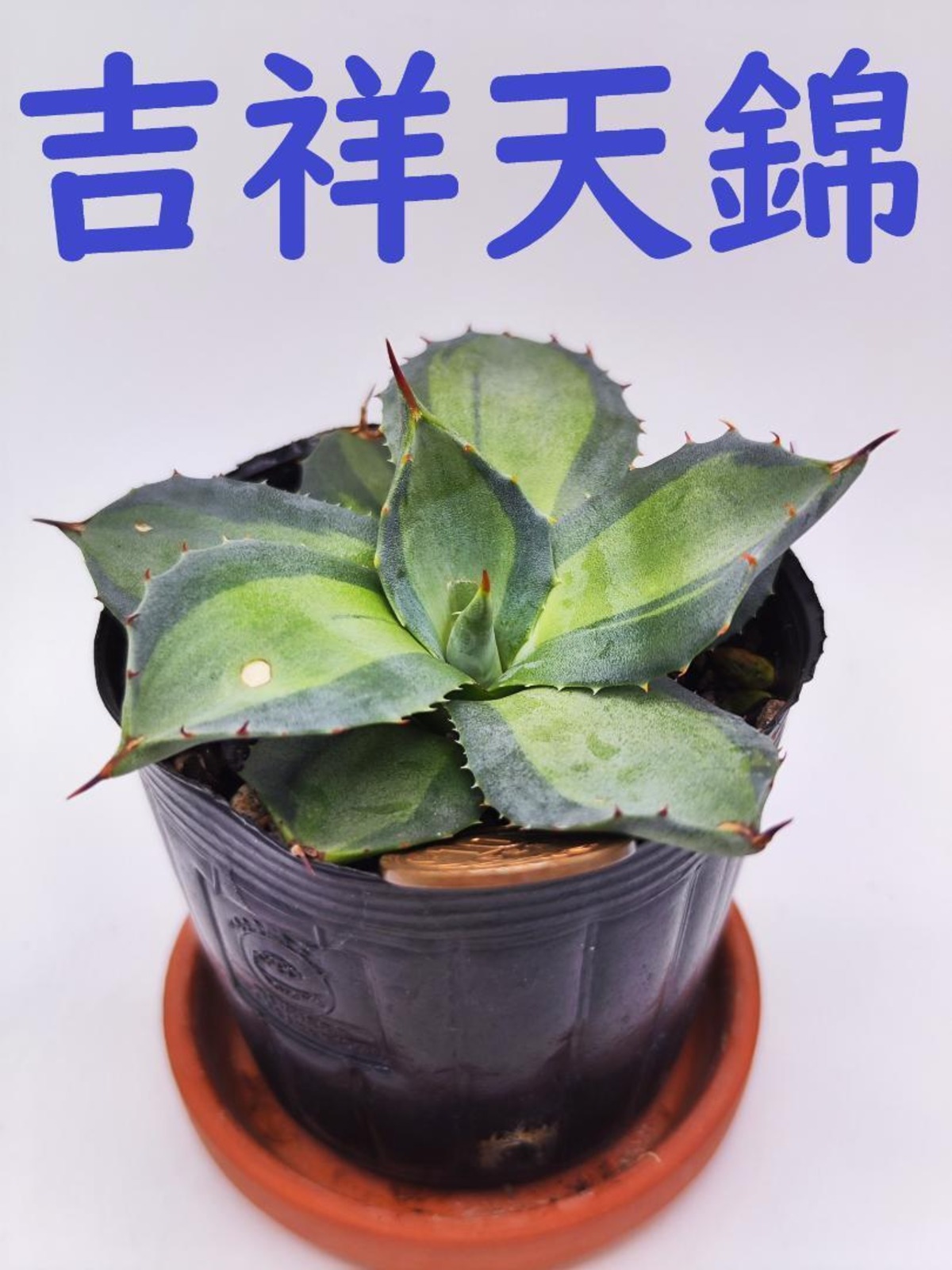 特選株美】吉祥天錦 アガベ パリー 微細 ホーチエンシス錦 斑入り  