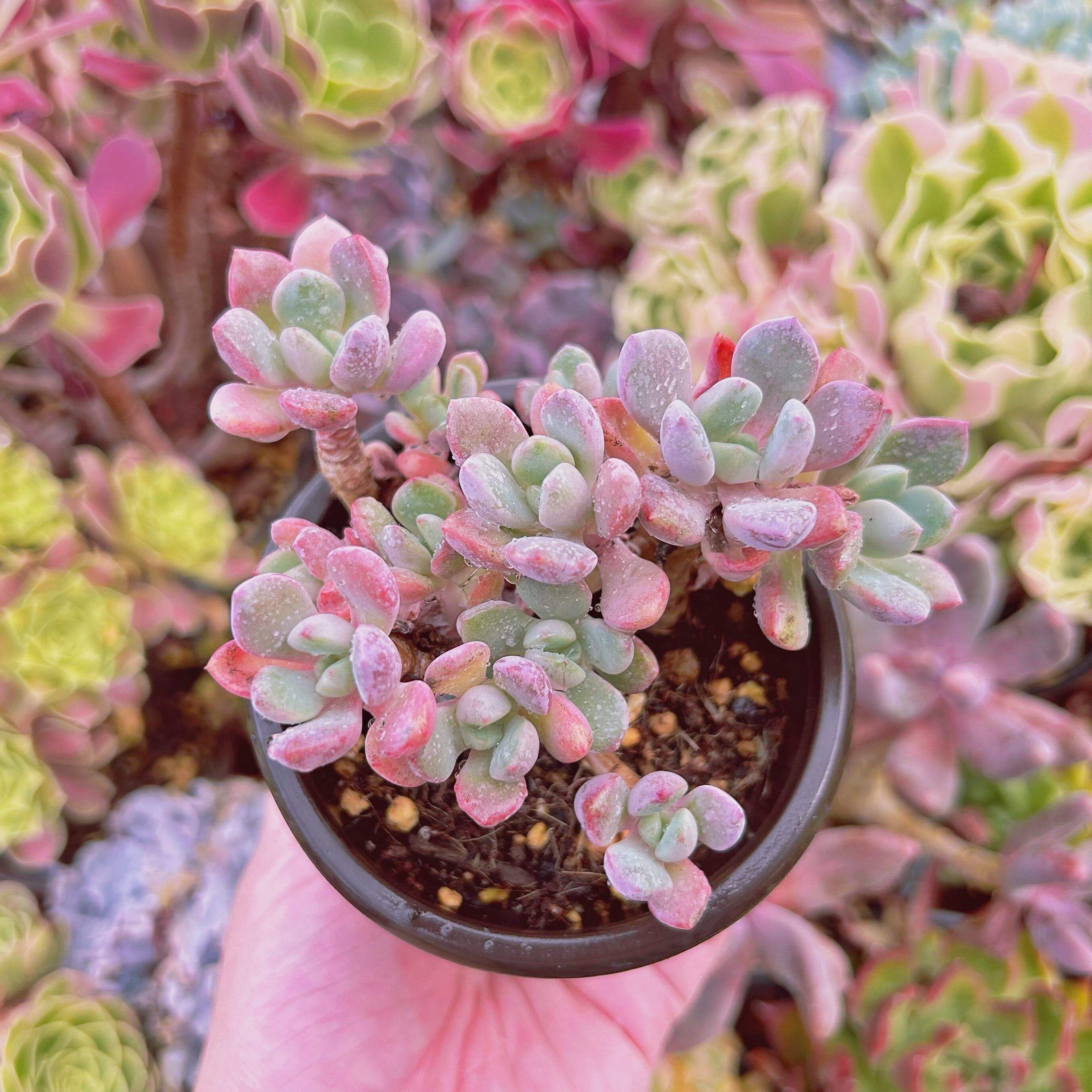 #214現物　多肉植物　白鷺　抜き苗