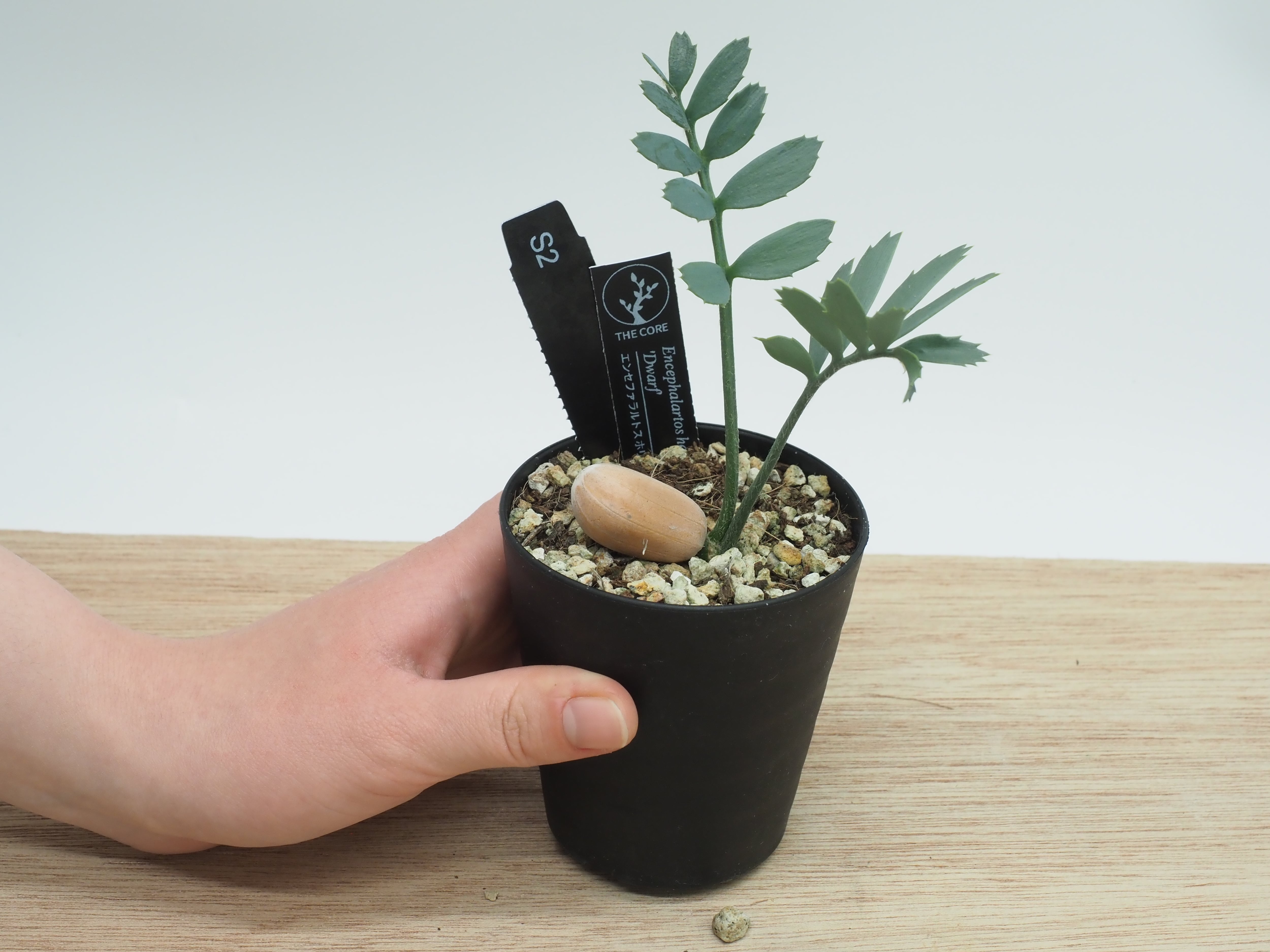 エンセファラルトス ホリダス ドワーフ | THE CORE