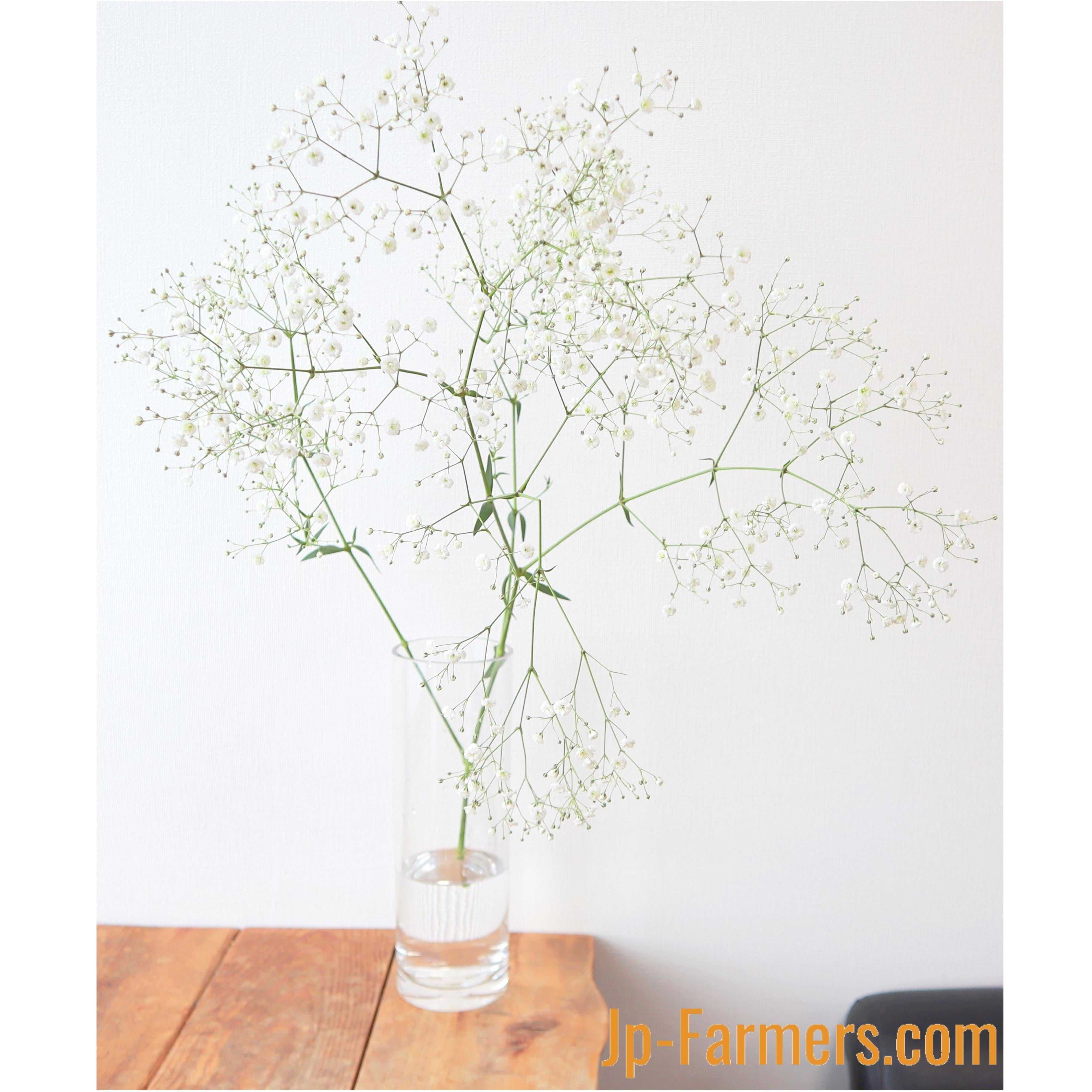 カスミソウ 』 2本 | 新鮮お花問屋 Jp-Farmers.com