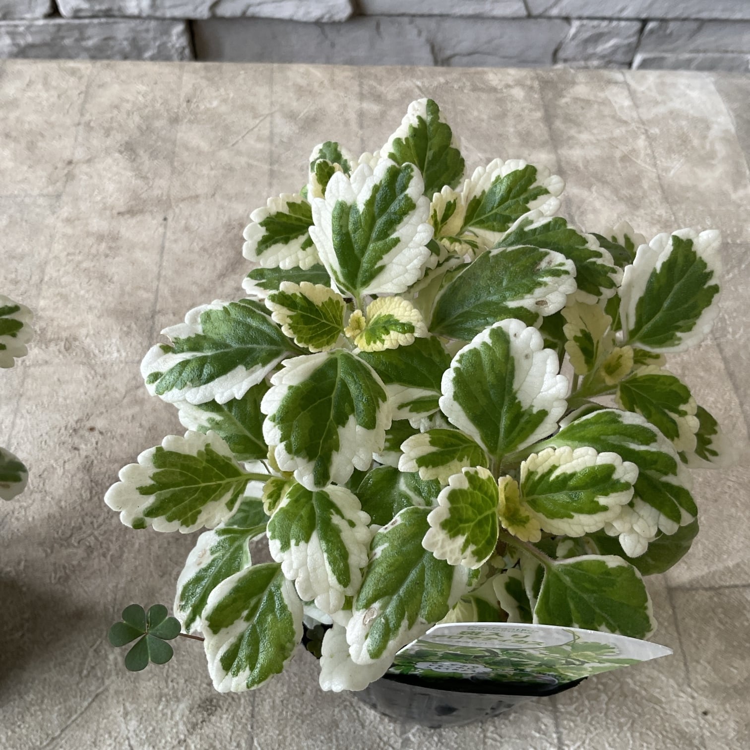 観葉植物 緑色と白の斑点 3本立ち 斑入りアロマティカス ミントリーフ 3寸ポット | 橋本種苗園