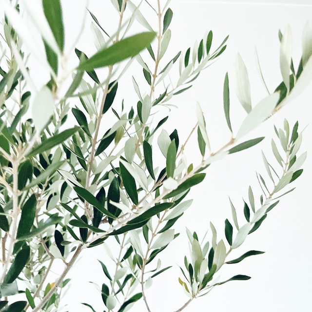 耐寒強 オリーブ アルベキナ アルベキーナ Lサイズ 観葉植物 calm cafe