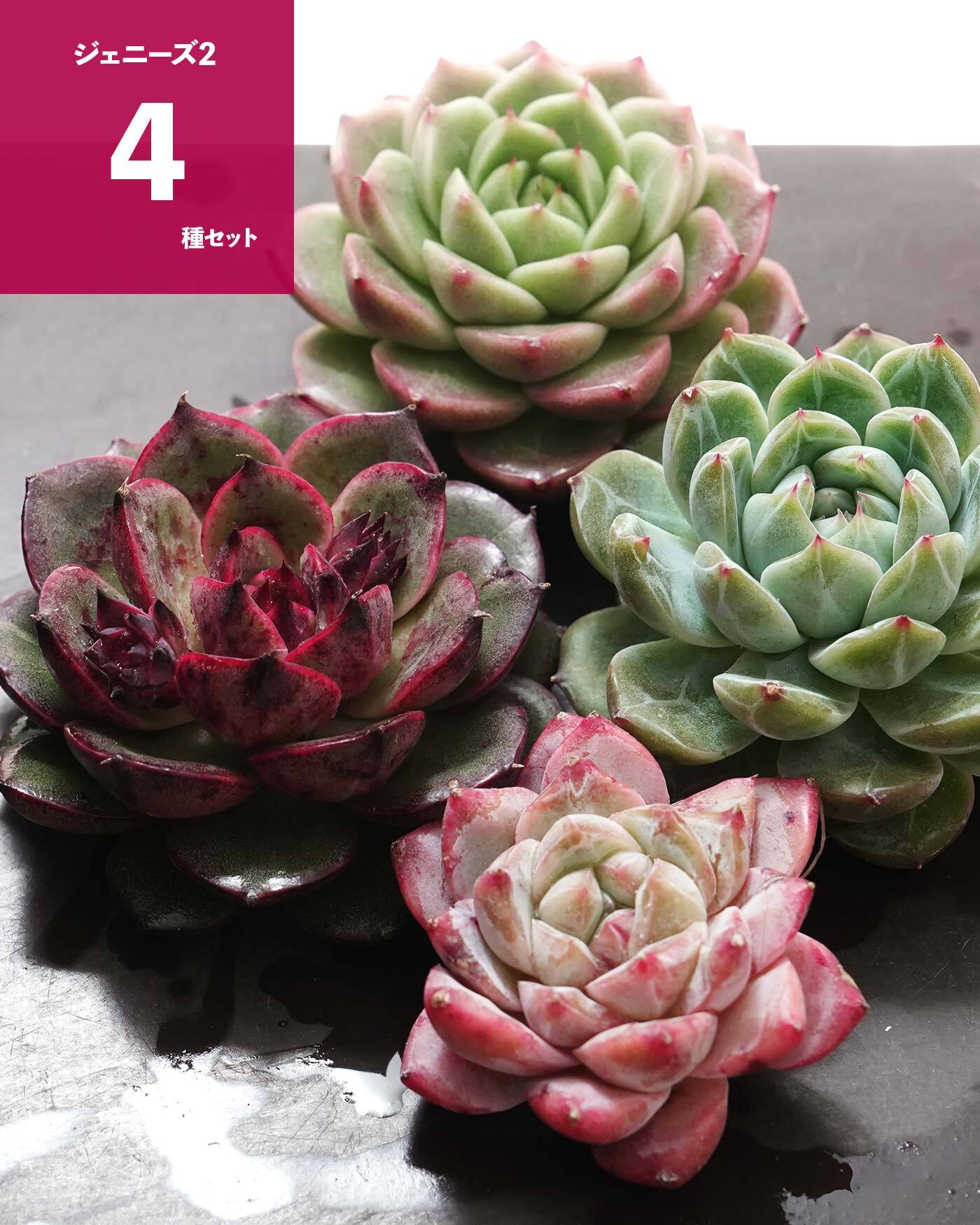 エケベリア（っぽいコ） | PUKUBOOK SUCCULENTS