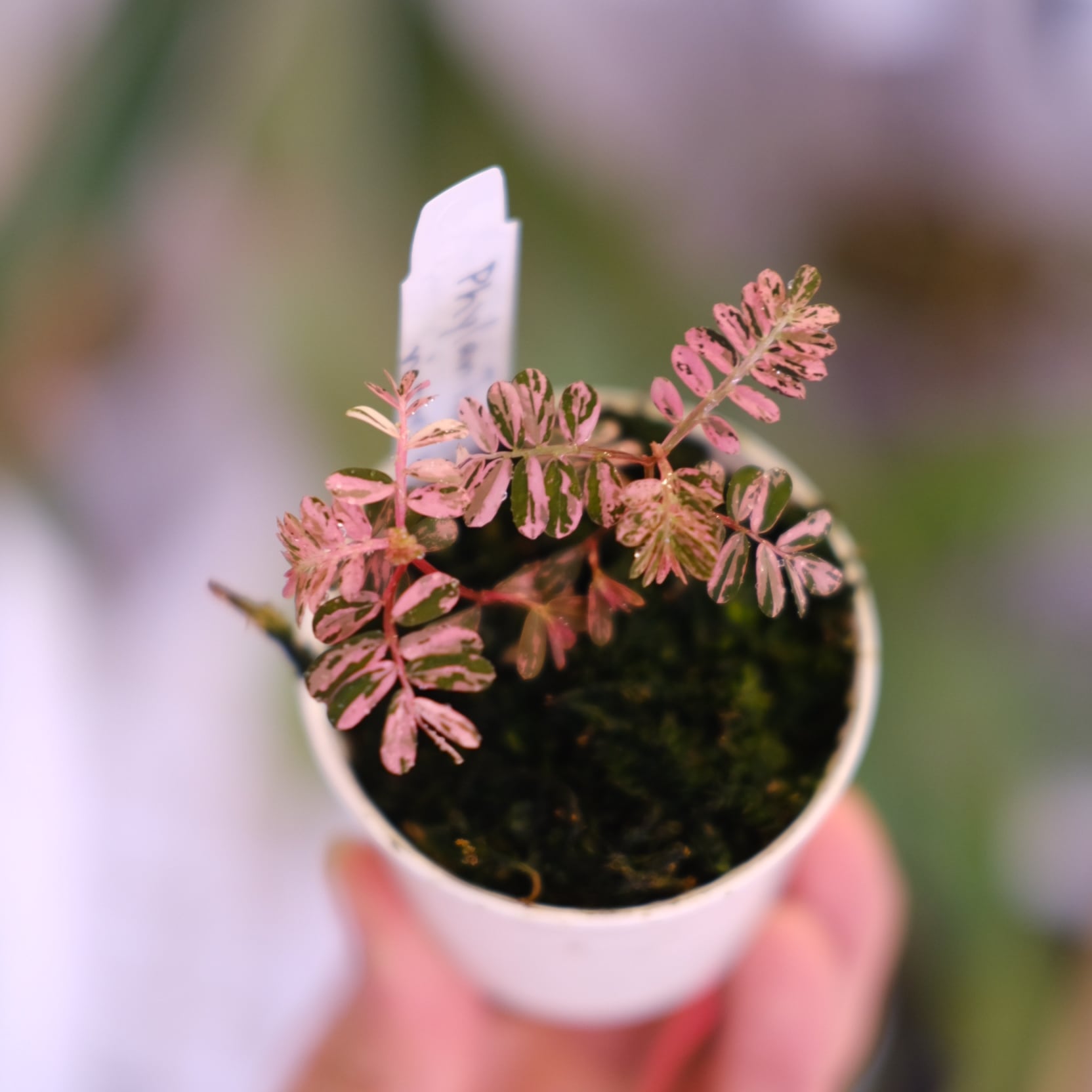 Phyllanthus urinaria 'Pink Variegated'│フィランサス・ウリナリア