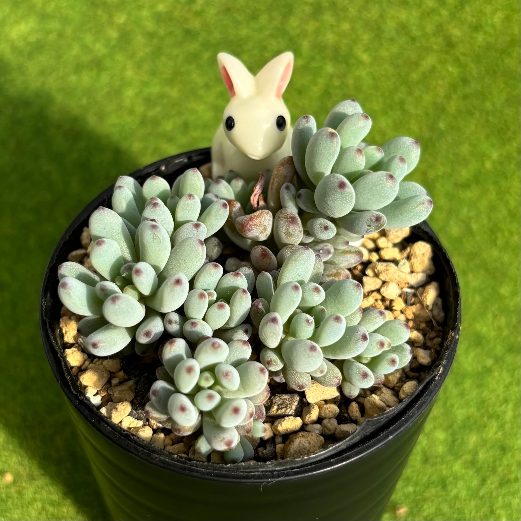 多肉植物 豆彦商店