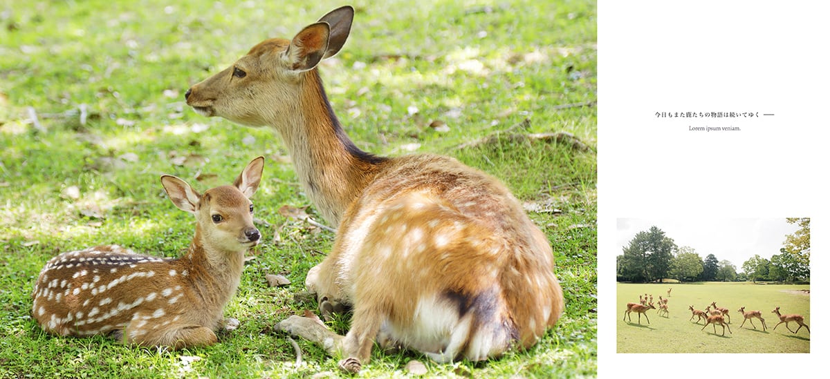 写真集『DEER PARK 世界でここにしかない奇跡の場所』 | kazutosato