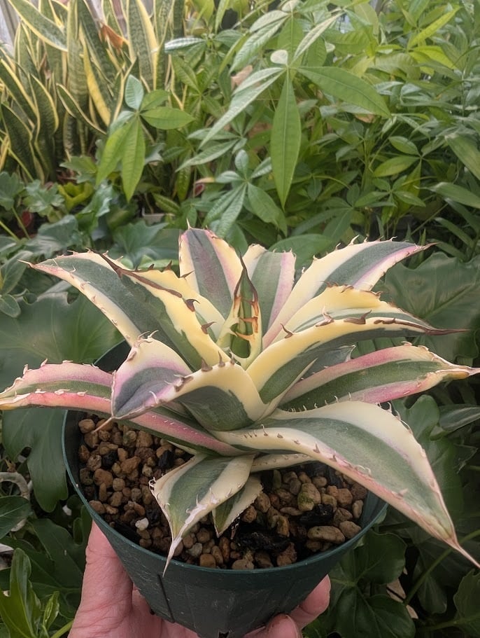 アガベ チタノタ スナグルトゥース ST25 | 多肉植物ハオルチア・アガベ