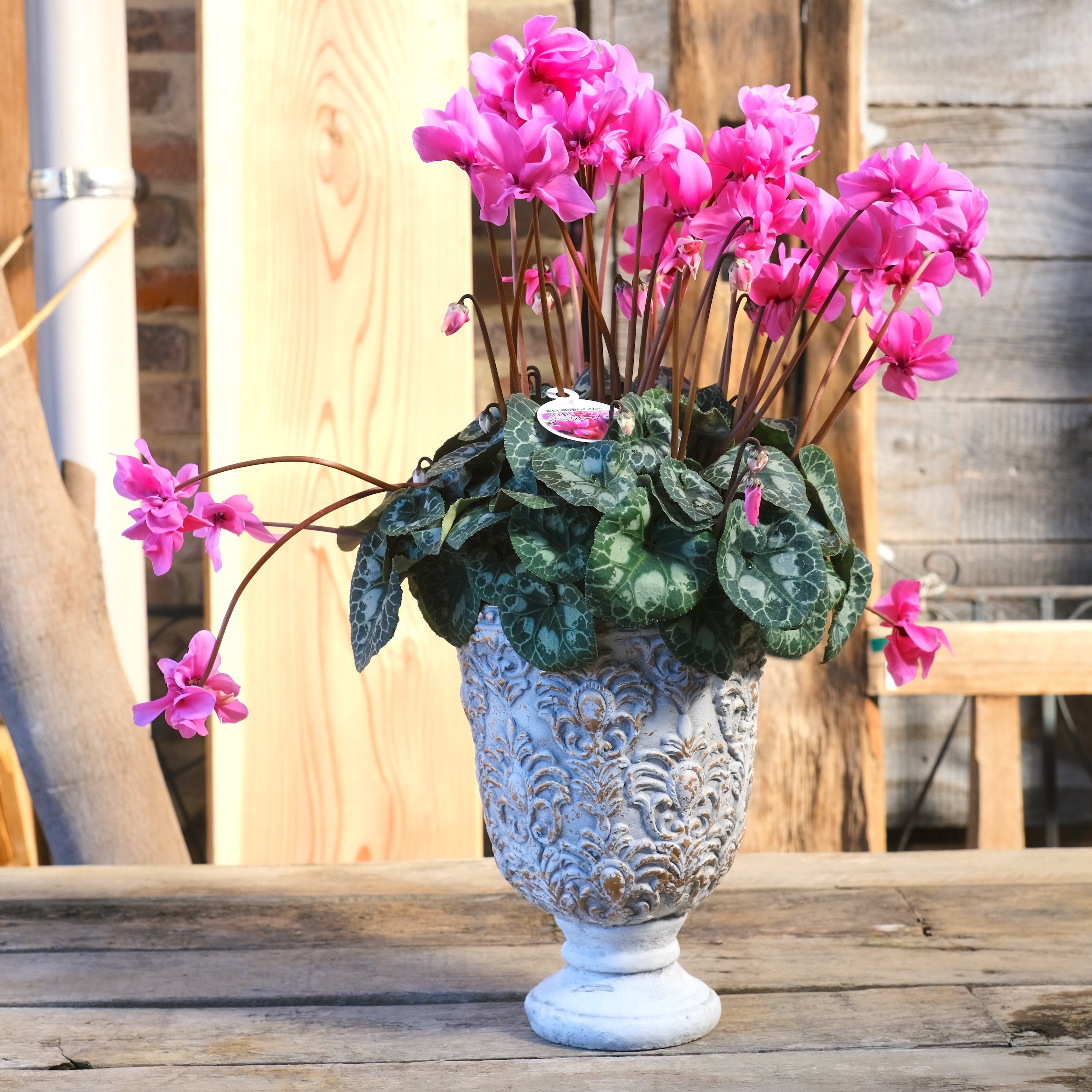 No, 17】ミニシクラメン チモシリーズ 八重《 枝垂れざき 》鉢なし